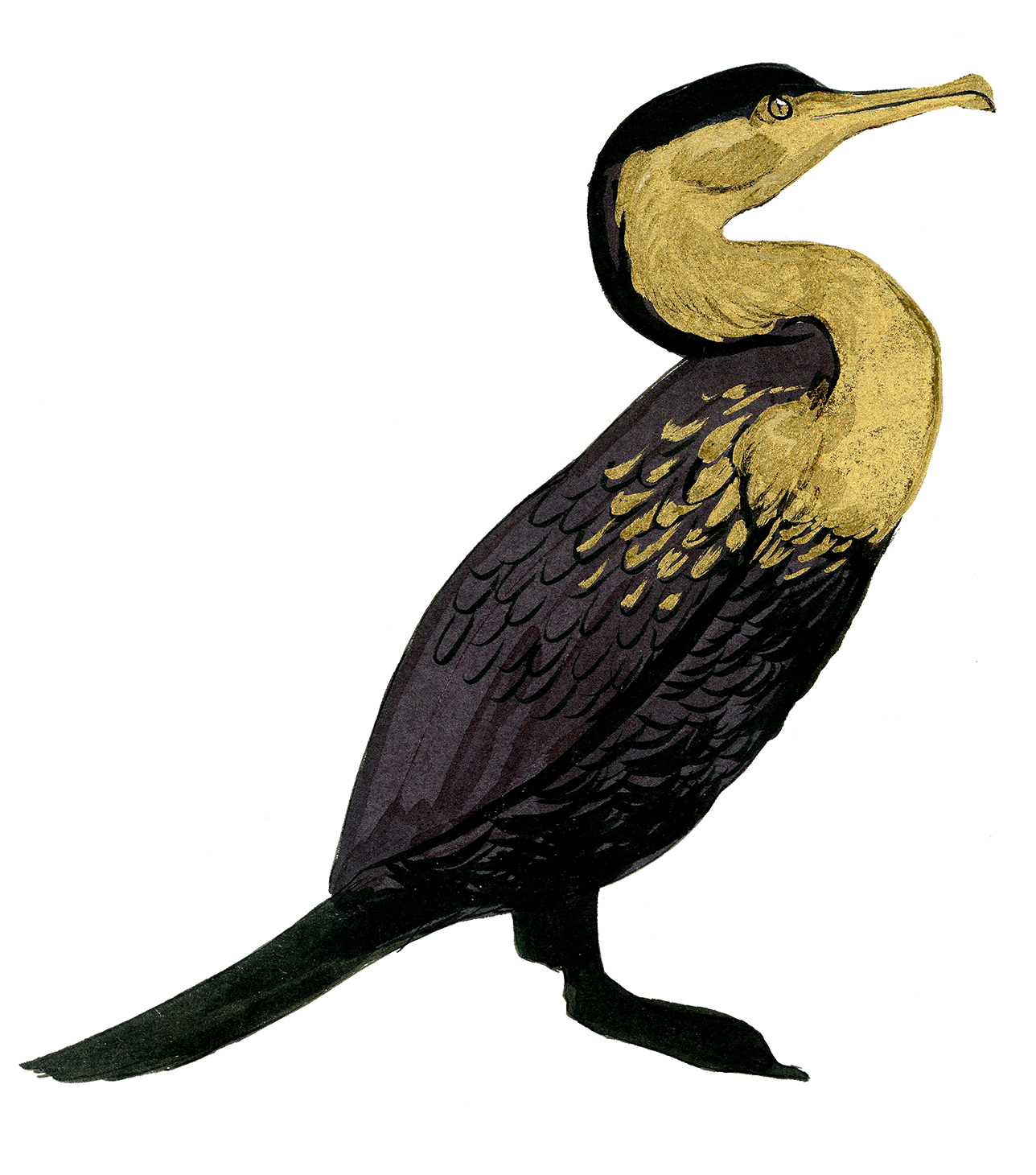 Cormorant_Sketches_003_sm.png
