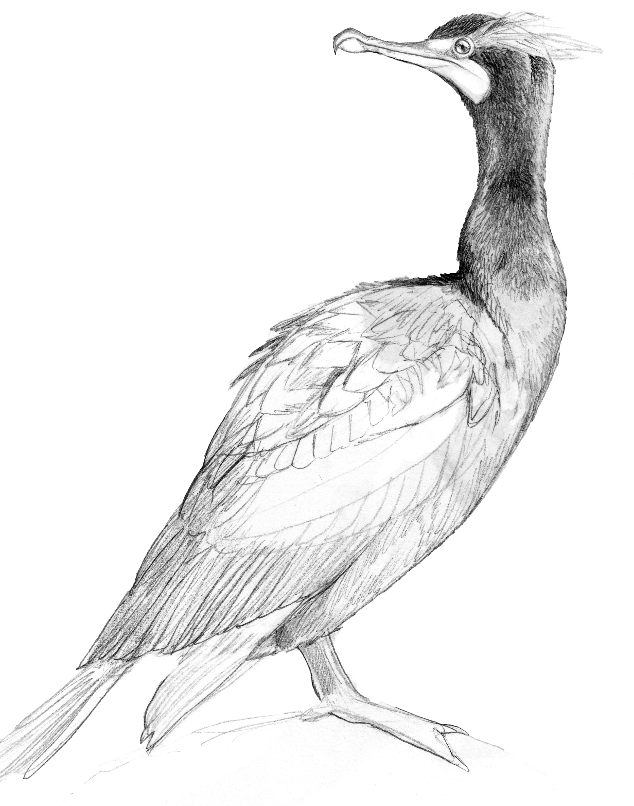 Cormorant_Sketches_004.1.png
