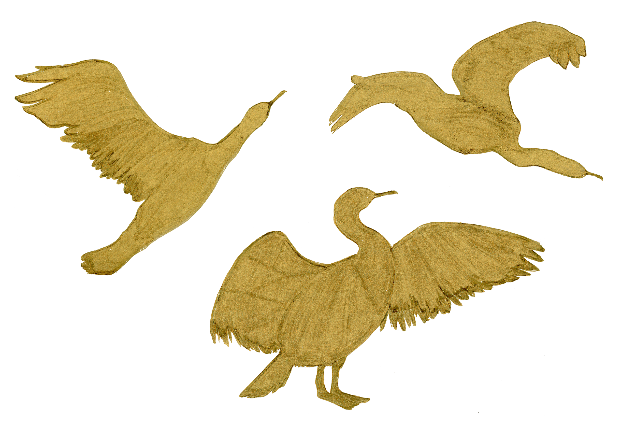 Cormorant_Sketches_005_Gilded.png