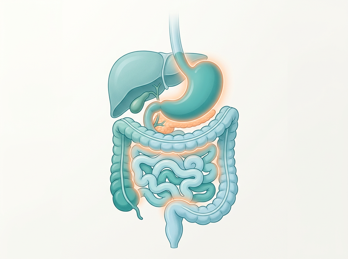 What Causes Excessive Gas? How to Tell if It’s SIBO, Dysbiosis, or Motility Issues
