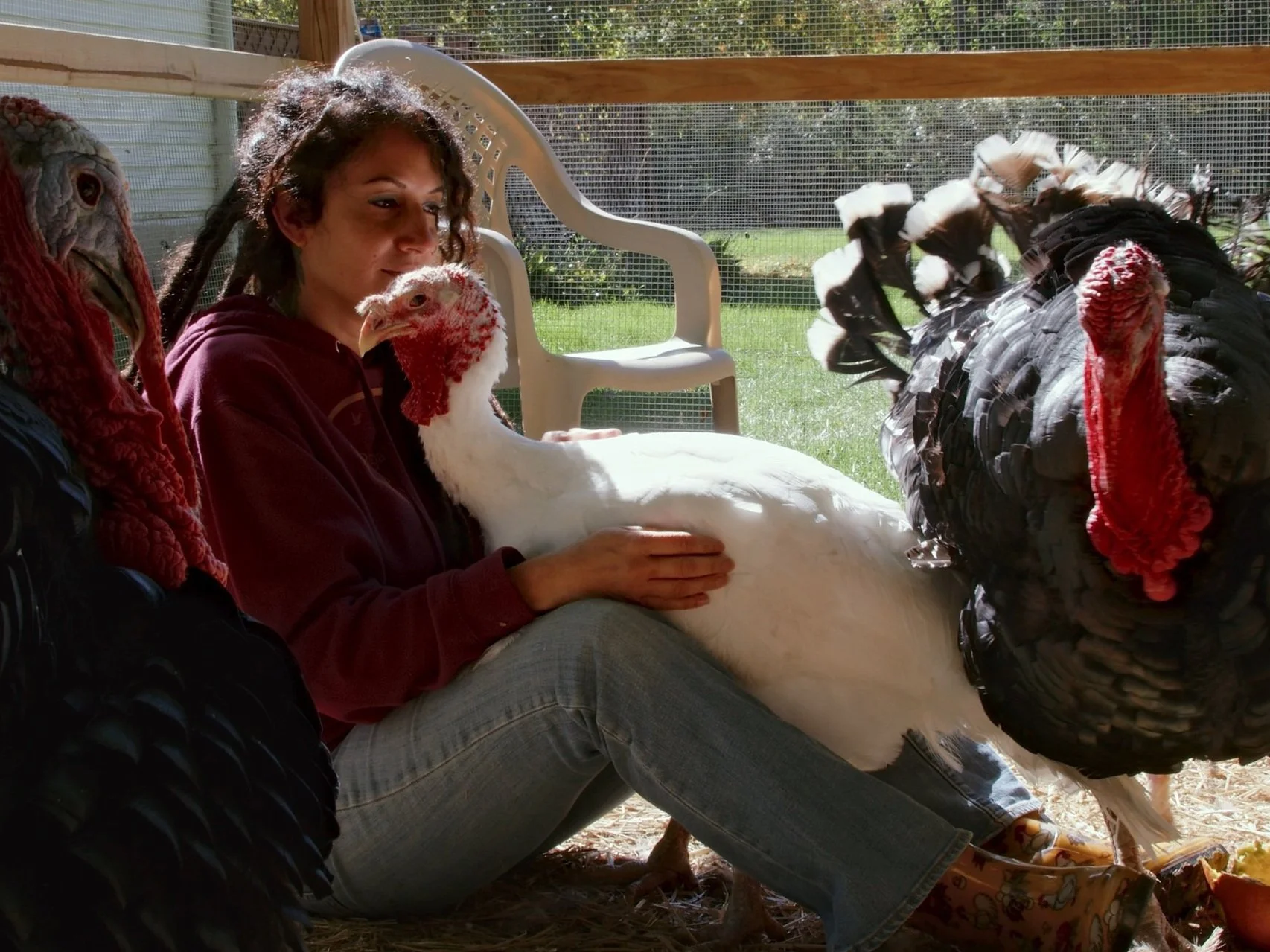 Woman sitting on the ground in a coop surrounded by turkeys, holding a white turkey on her lap, with sunlight streaming in.