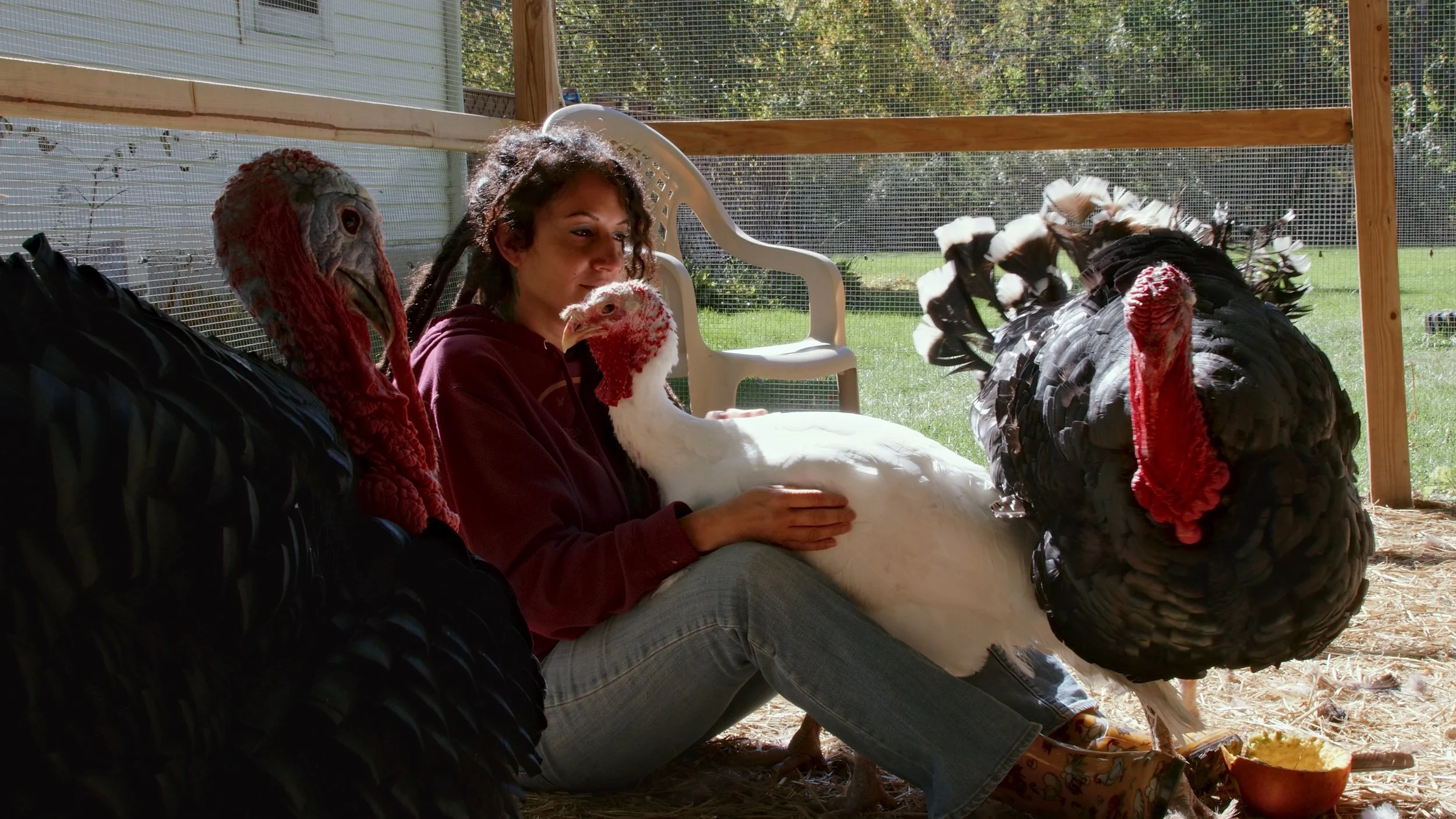 A woman sitting on the ground inside a chicken coop with three large turkeys, one white and two black. She is hugging the white turkey, and the black turkeys are nearby. The setting appears to be outdoors with green grass and trees visible through a wire mesh in the background.
