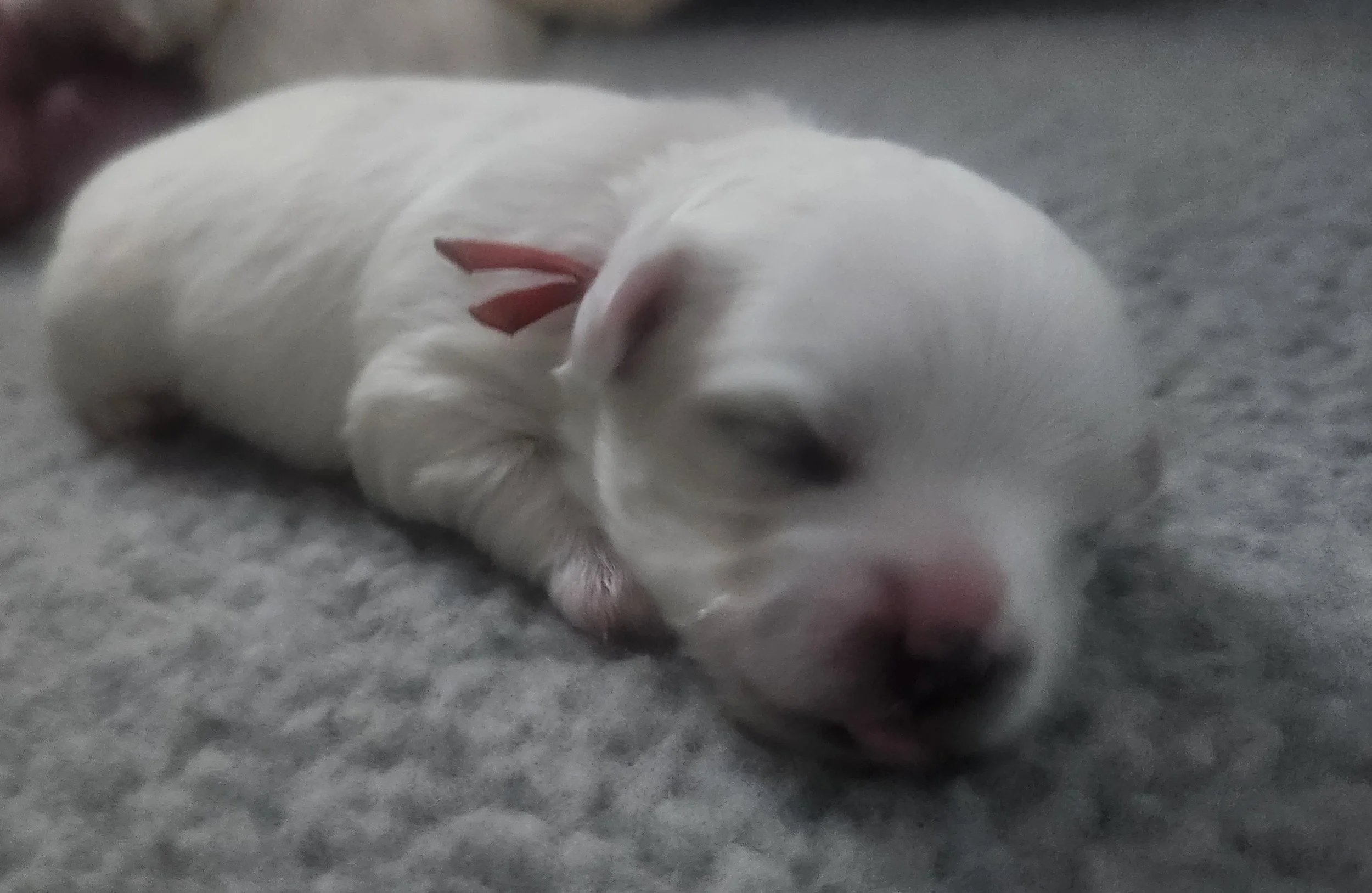 Duke 2 weeks old.jpg