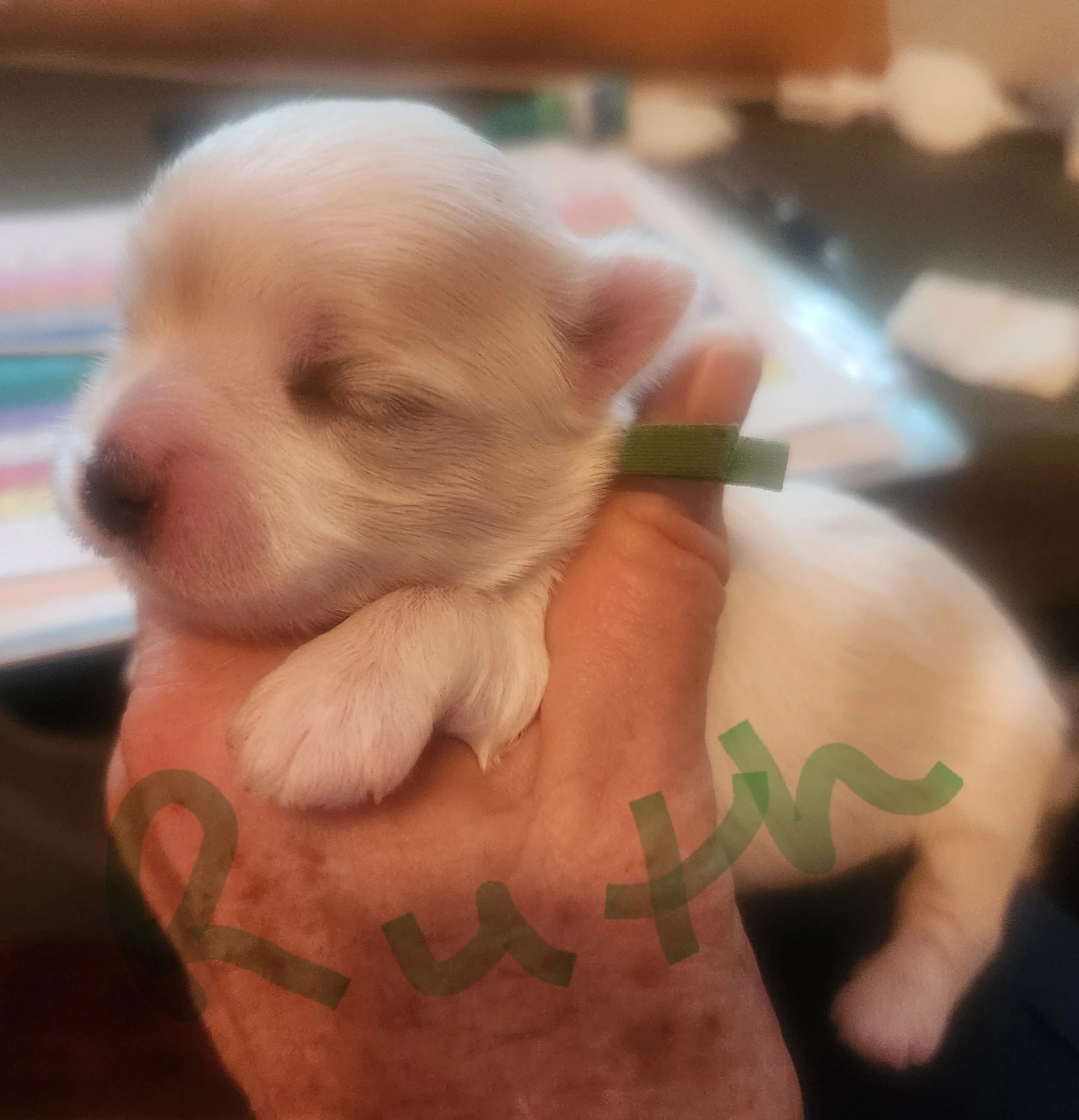 Ruth 12 days old.jpg