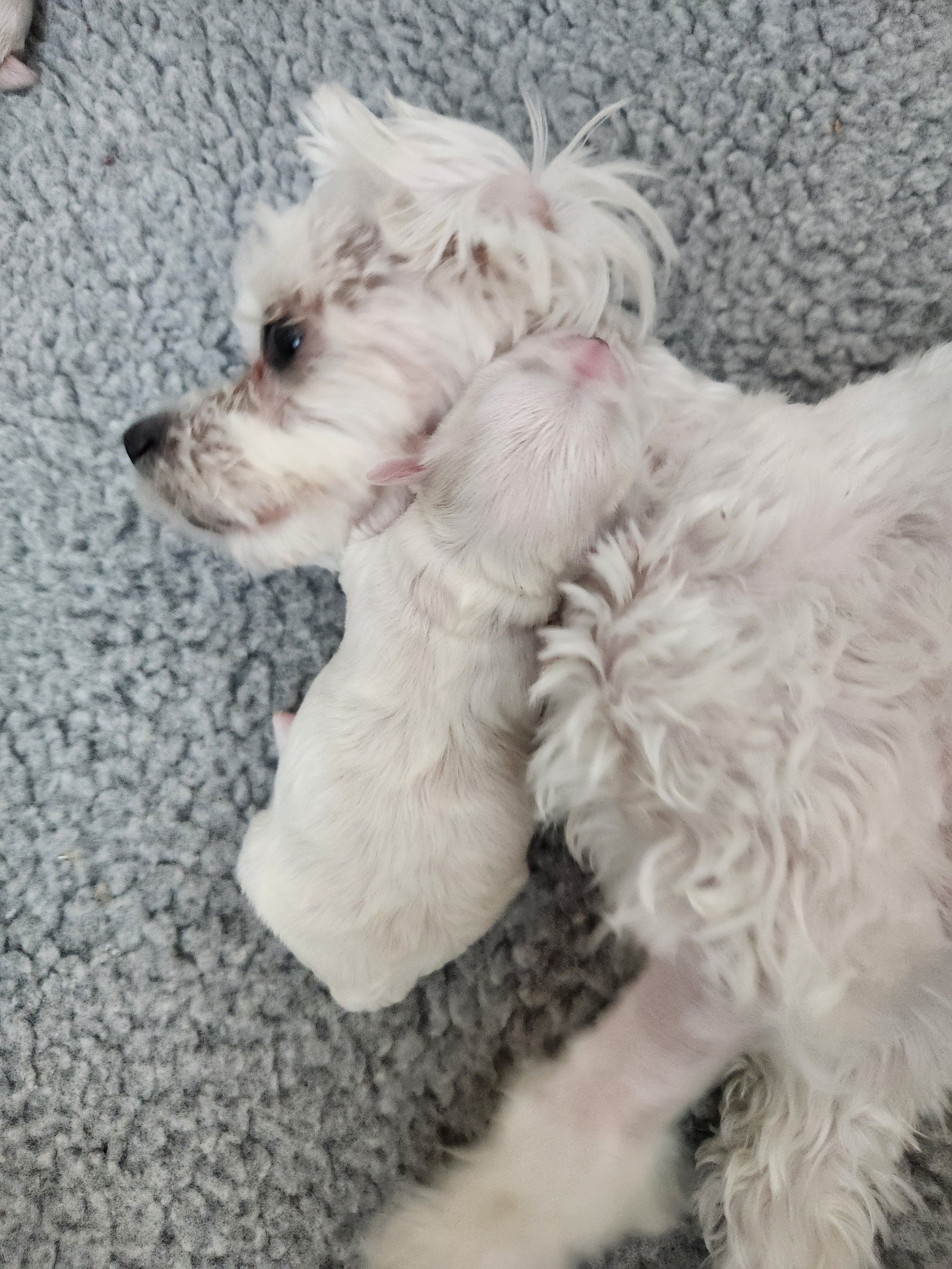 puppy loves mommy 8-8-26.jpg