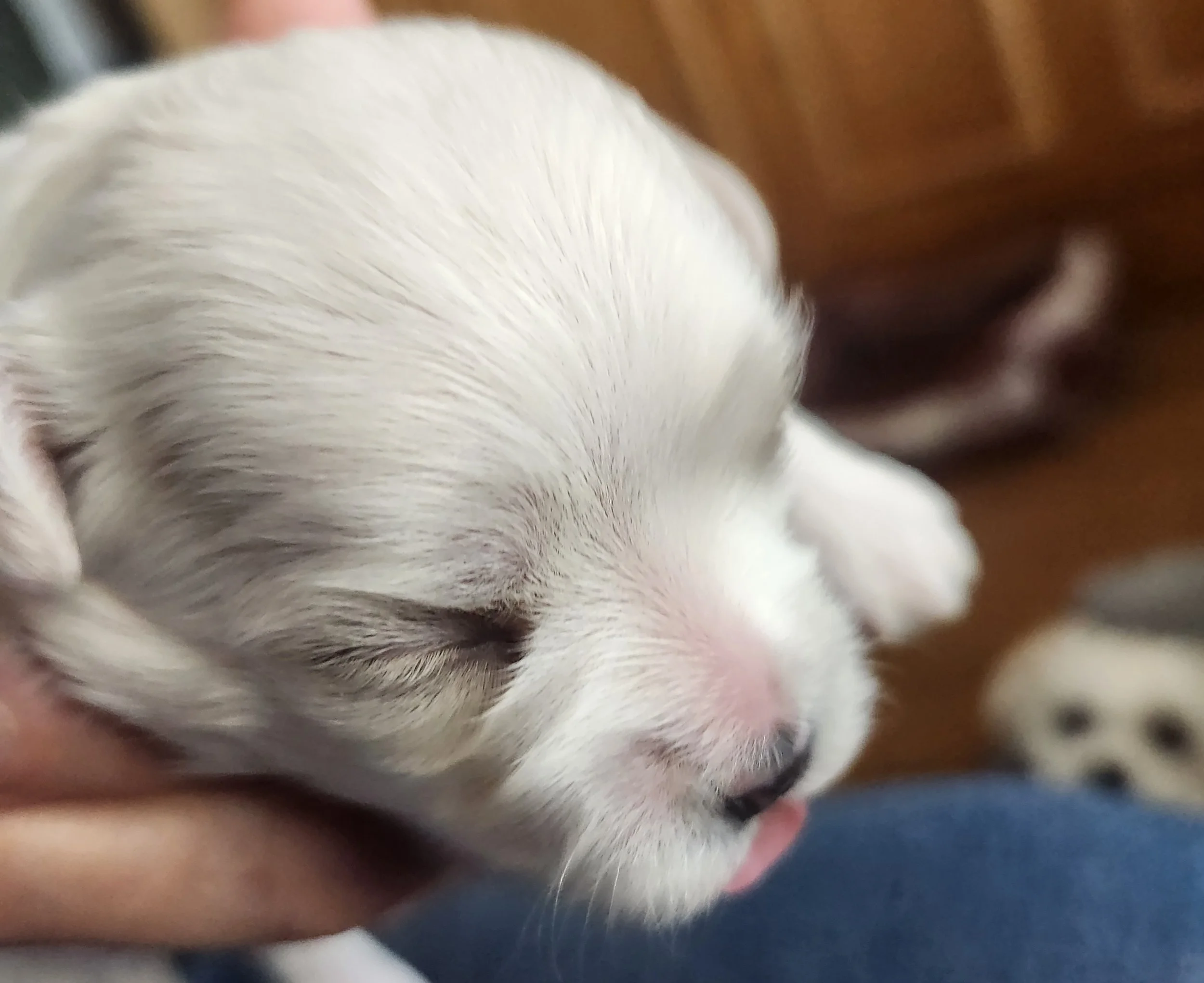 puppy head shot.jpg