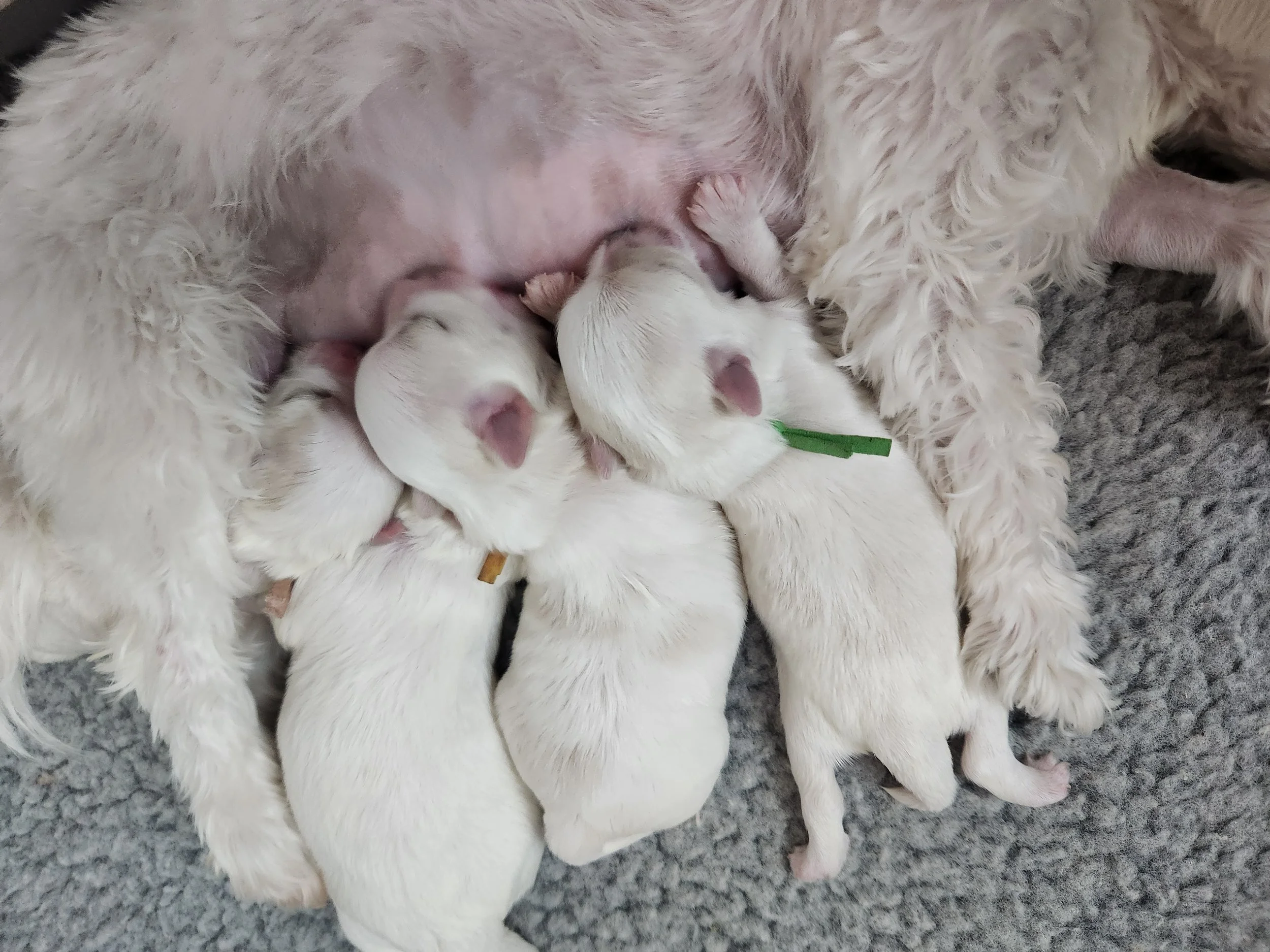 MZ#1 1 WEEK OLD 3 NURSING.jpg