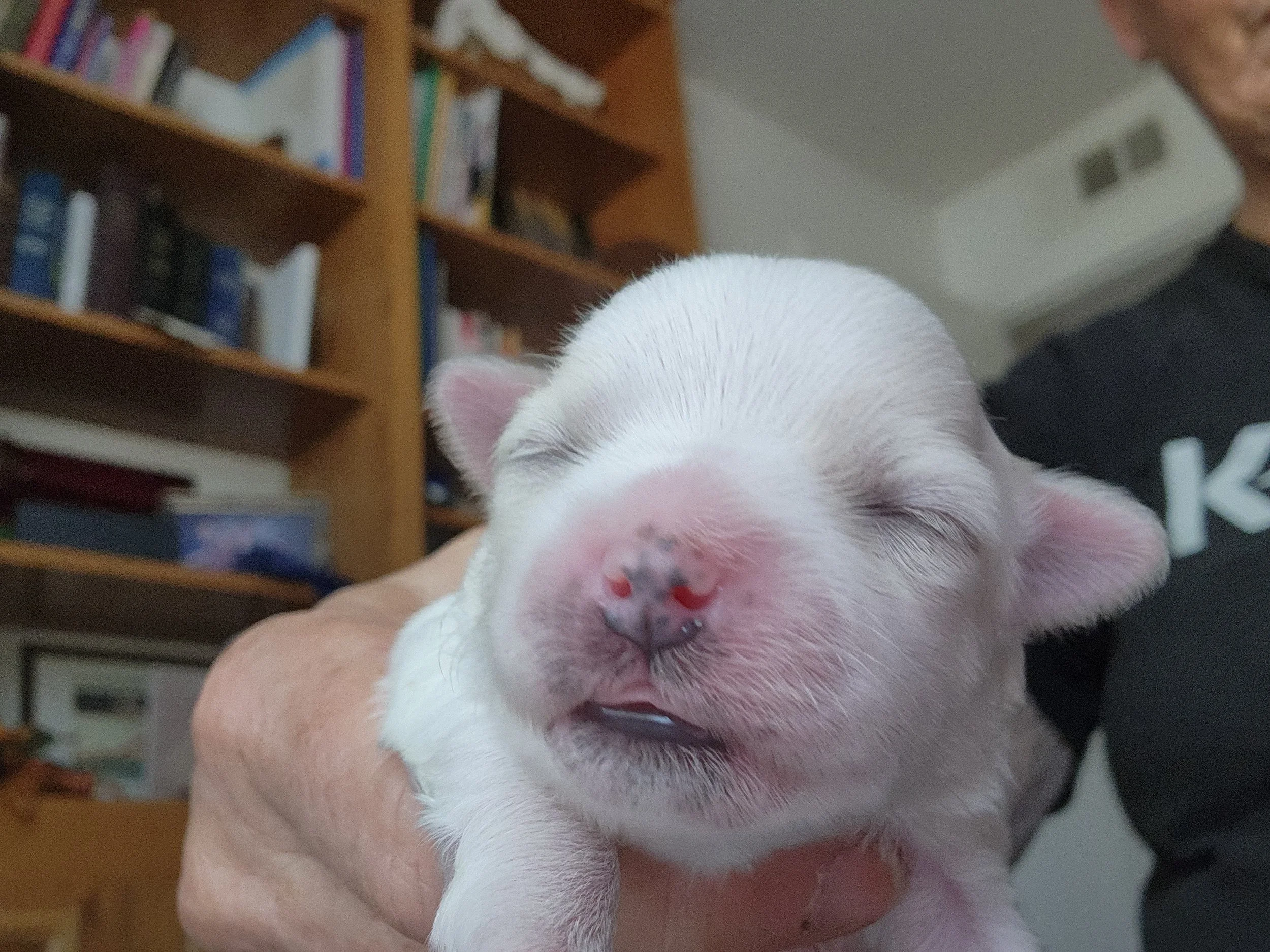 MZ#1 1 WEEK OLD FACE.jpg