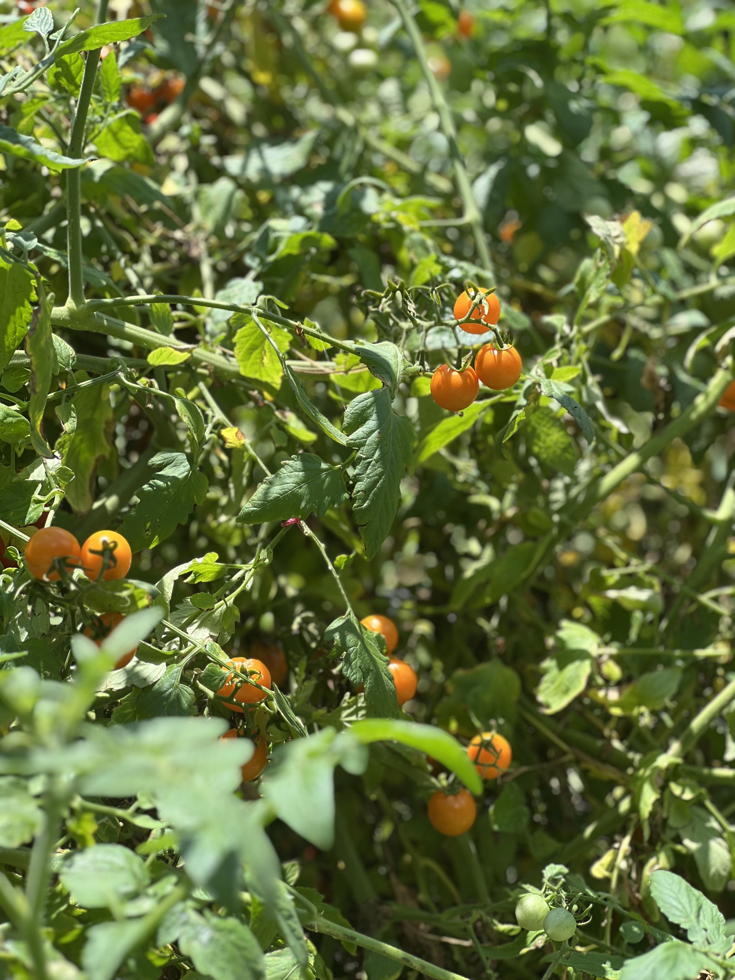 Tomato plants with ripe orange tomatoes and unripe green tomatoes growing among green leaves in a garden.