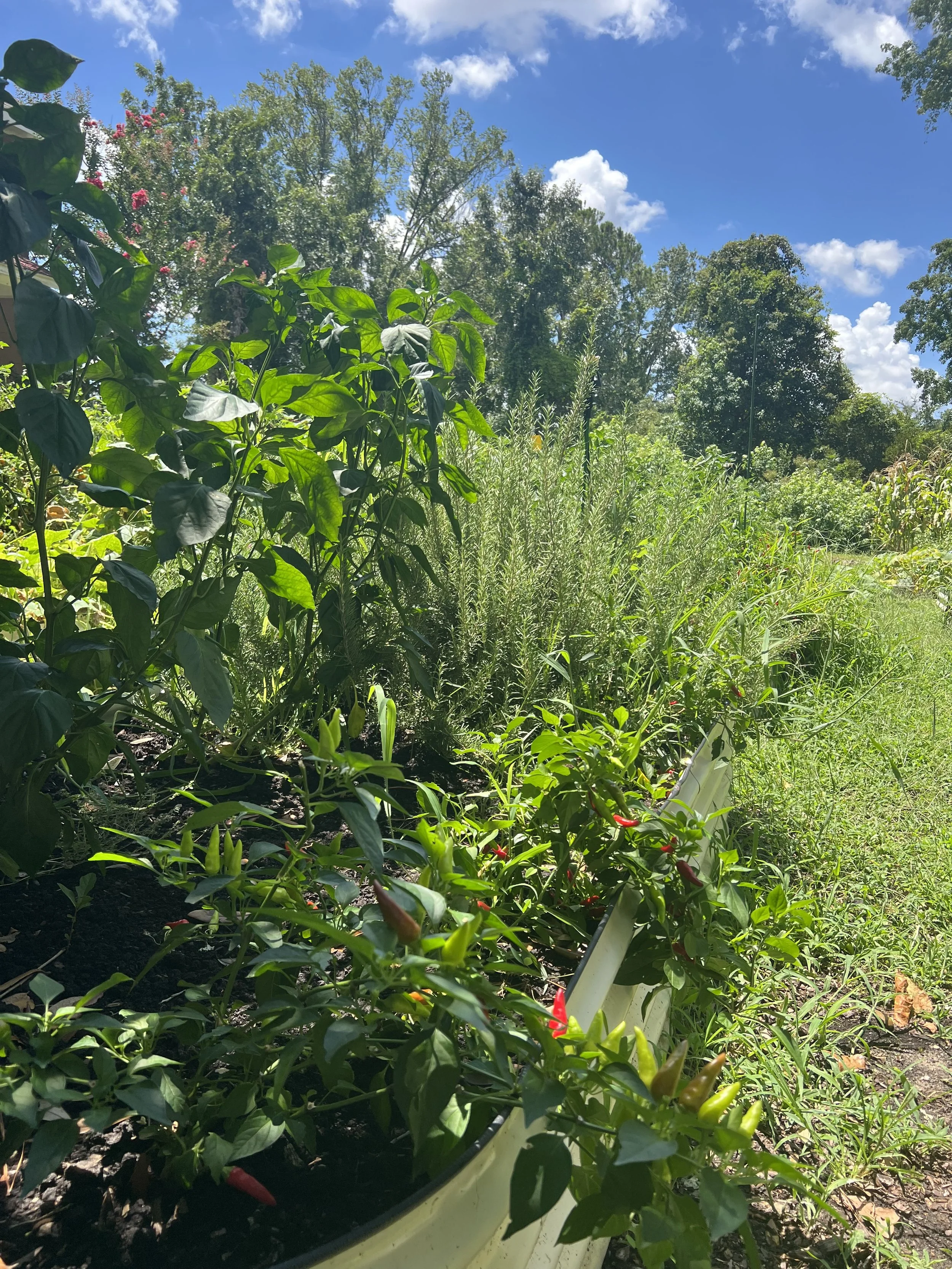 A garden with green leafy plants, some flowering bushes, and trees under a blue sky with scattered clouds.