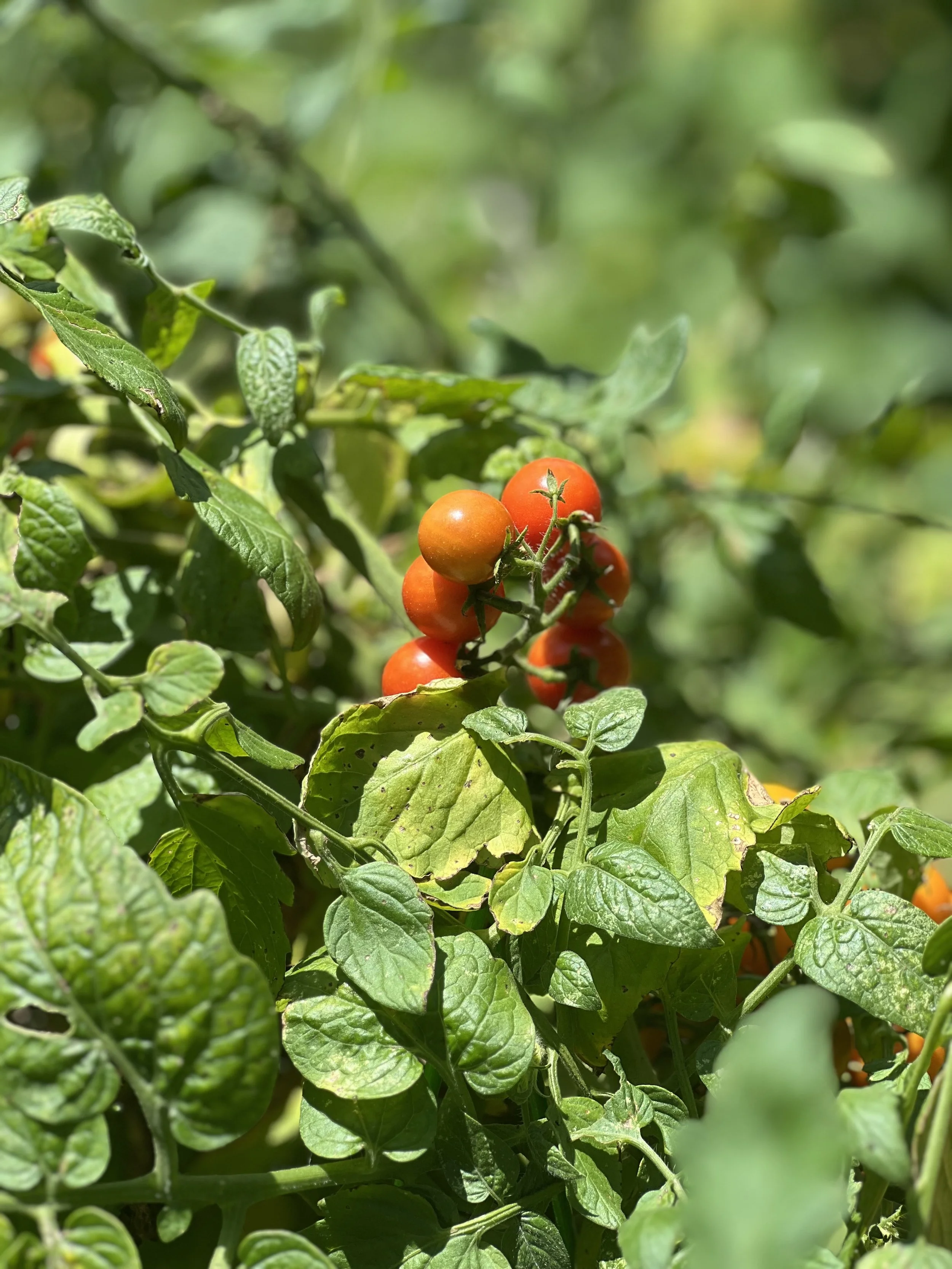 Green tomato plant with clusters of ripening orange and green tomatoes amid lush green leaves.
