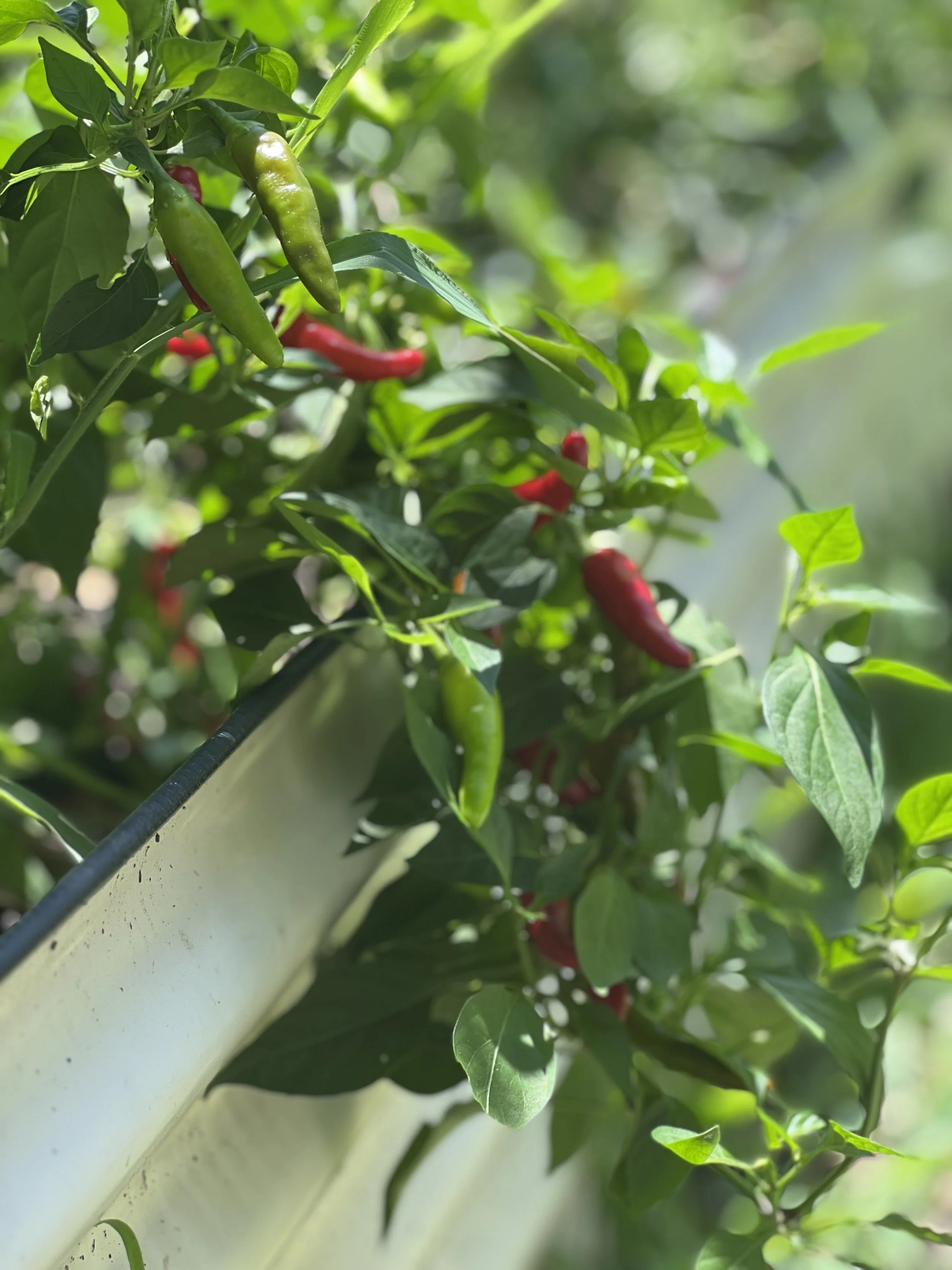 Close-up of green and red chili peppers growing on a plant in a garden.