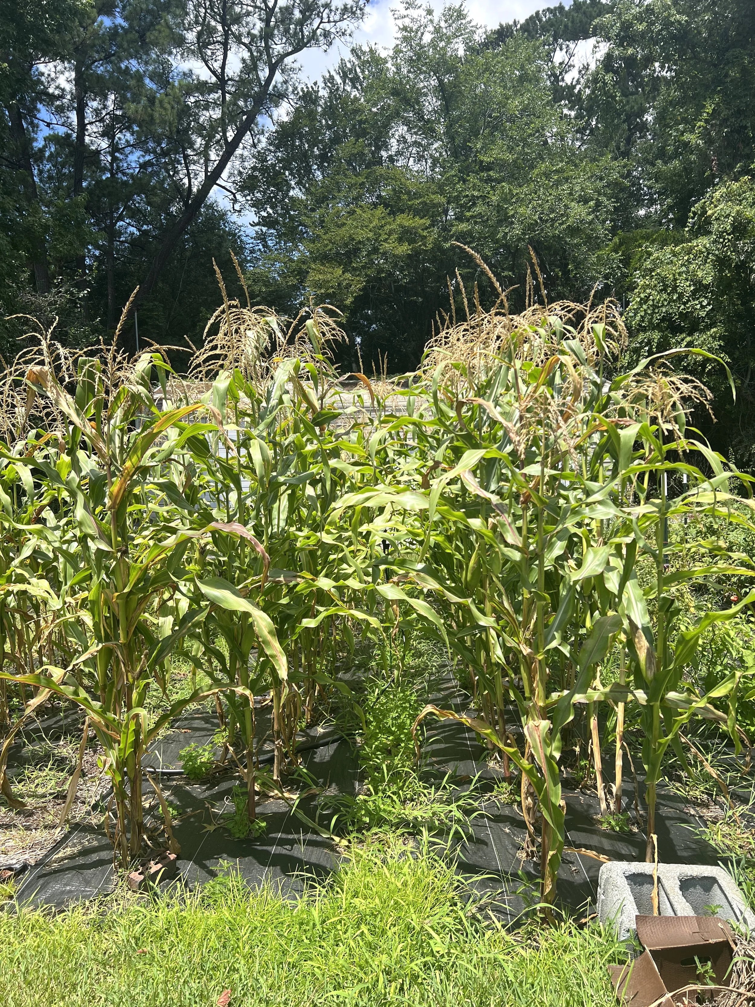 A row of ripe corn plants in a field with green leaves and tall stalks, surrounded by trees under a partly cloudy sky.