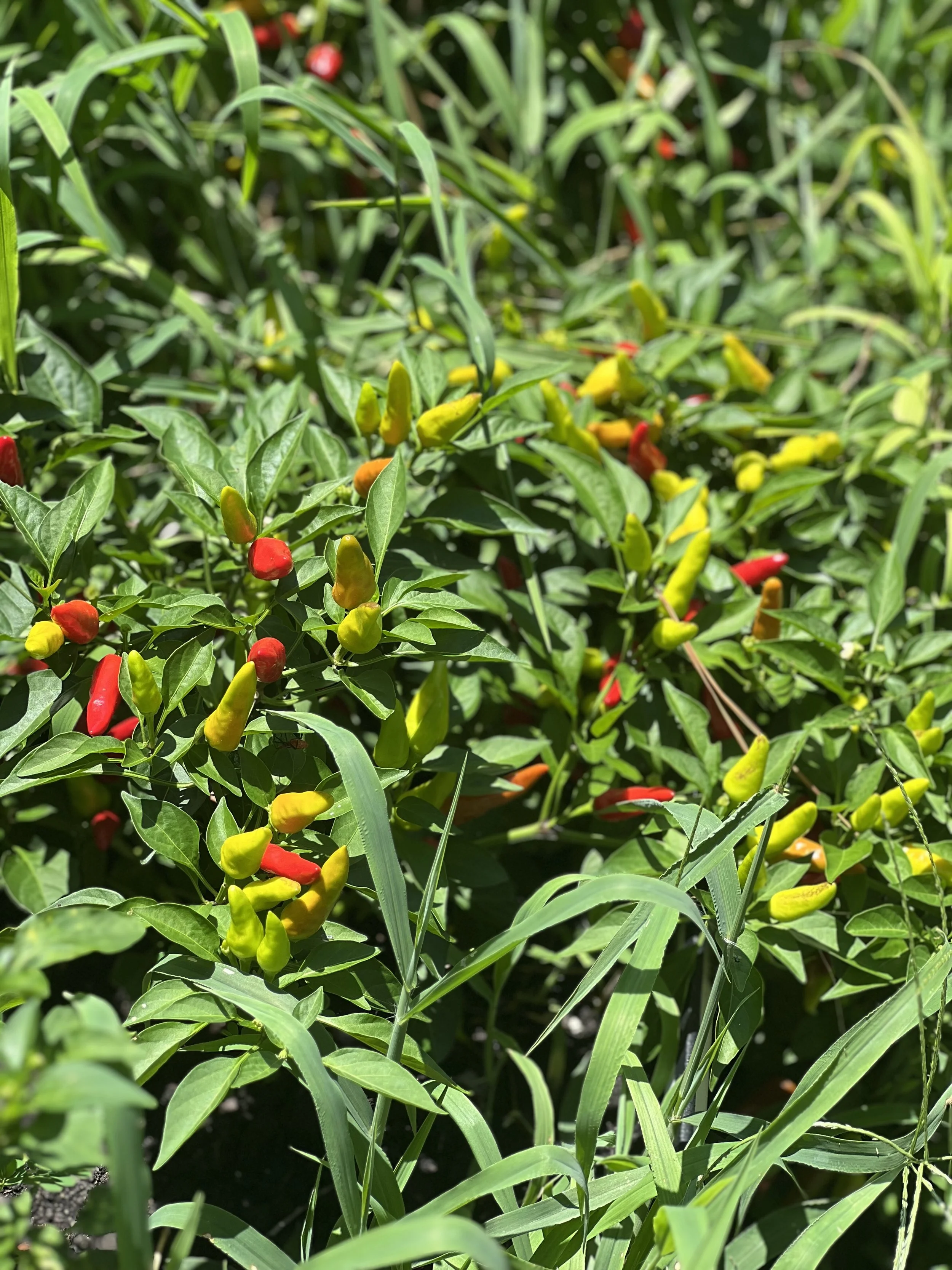 Green chili peppers growing on a plant among green leaves in a garden.