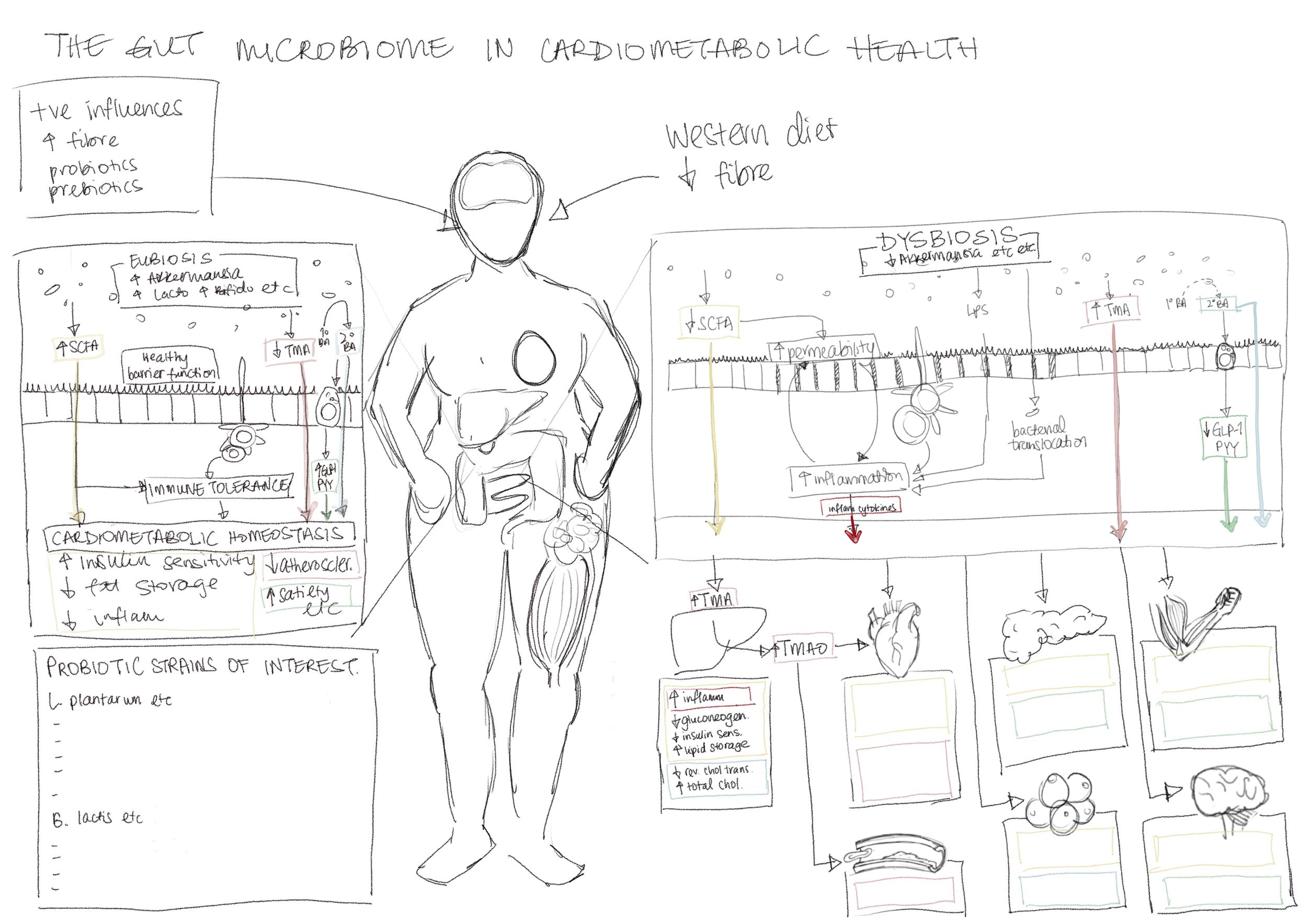 The Gut Microbiome In Cardiometabolic Health Concept Sketch
