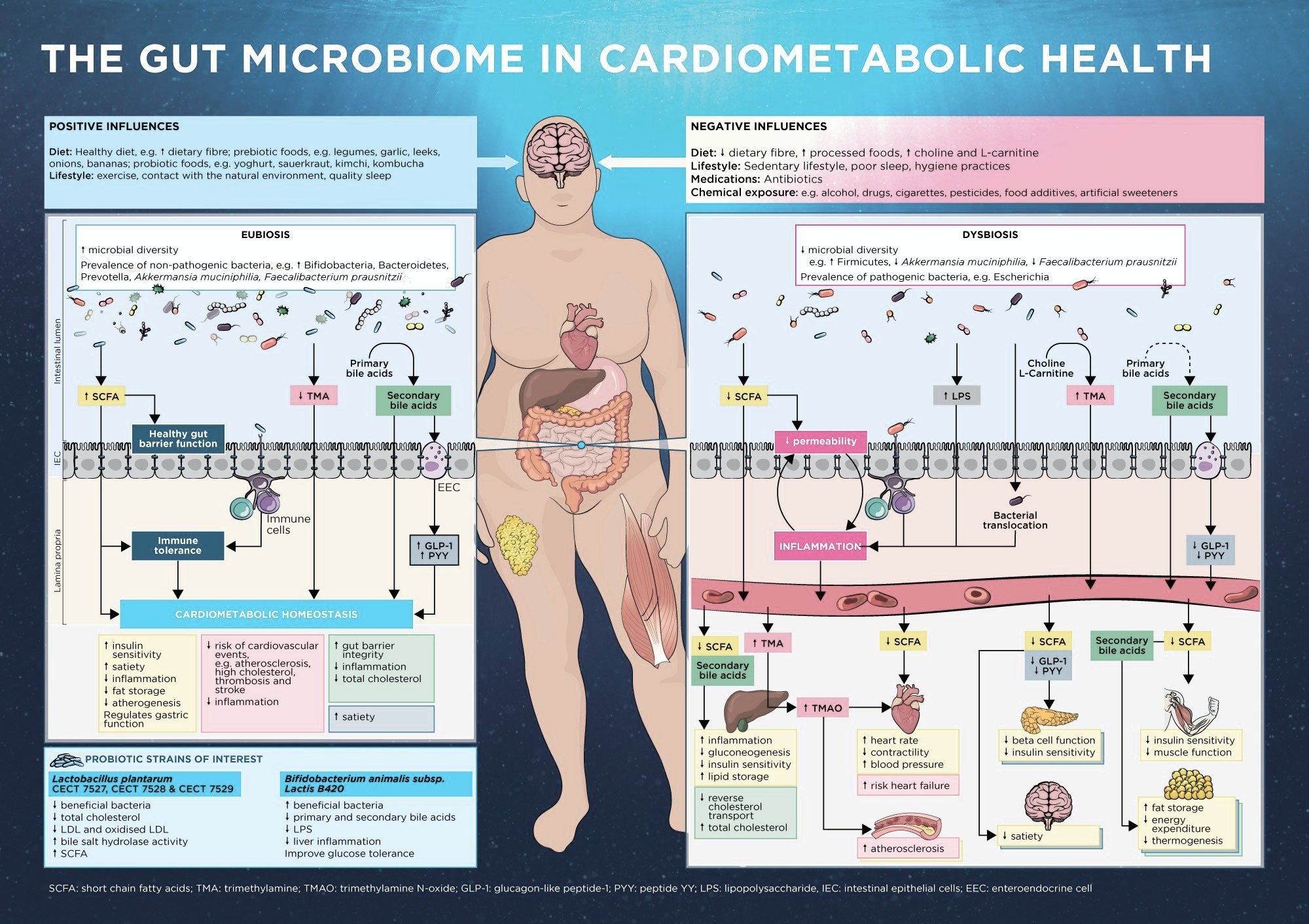 The Gut Microbiome In Cardiometabolic Health Concept Infographic