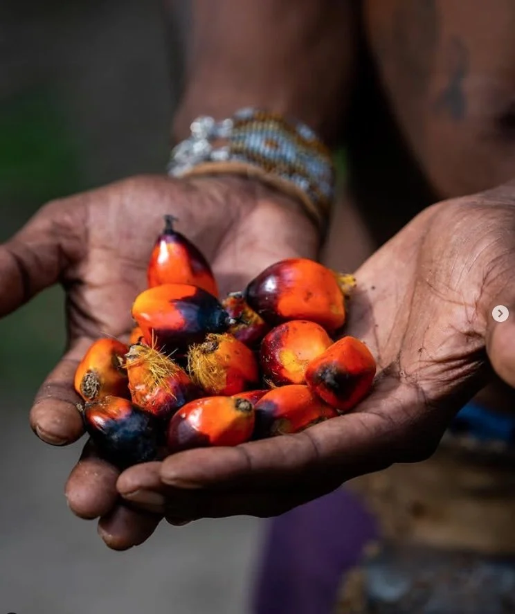 Mãos enrugadas segurando um pouco de mãos com várias frutas de cor laranja e preta, possivelmente cupuaçu ou azeitona, com algumas peles e pequenos detalhes de sujeira na pele das mãos.