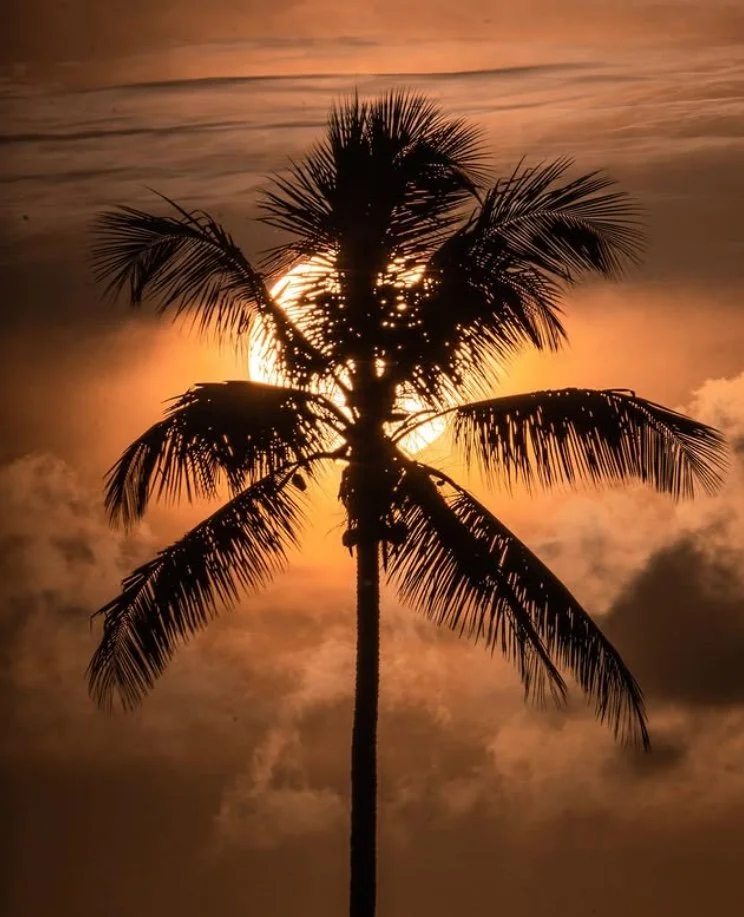 Silhueta de uma palmeira contra o pôr do sol alaranjado, com nuvens suavemente iluminadas ao redor.