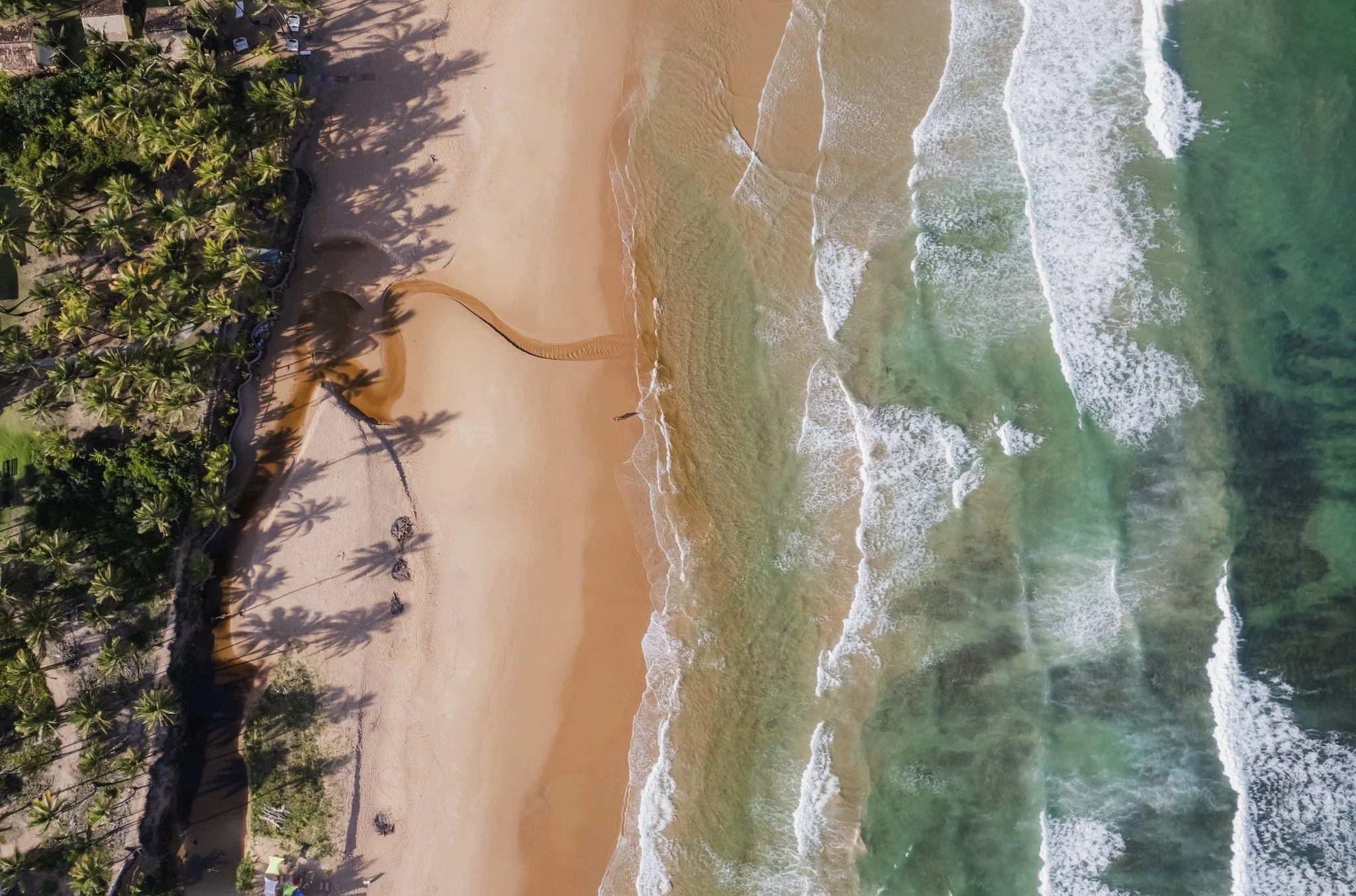 Vista aérea de uma praia com palmeiras à esquerda, areia dourada e ondas do mar à direita, em um dia ensolarado.