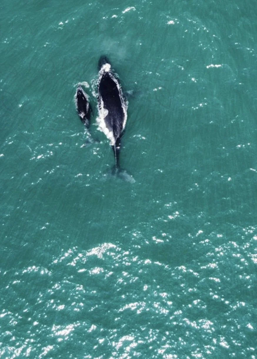 Duas baleias nadando no oceano, vista aérea.