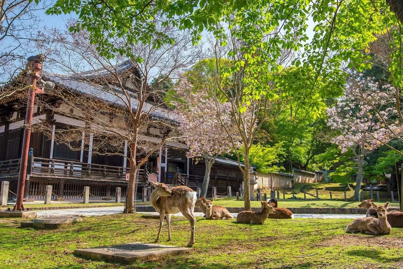 Deer in Nara Park with Todai-ji Temple during a private chauffeur tour from Osaka