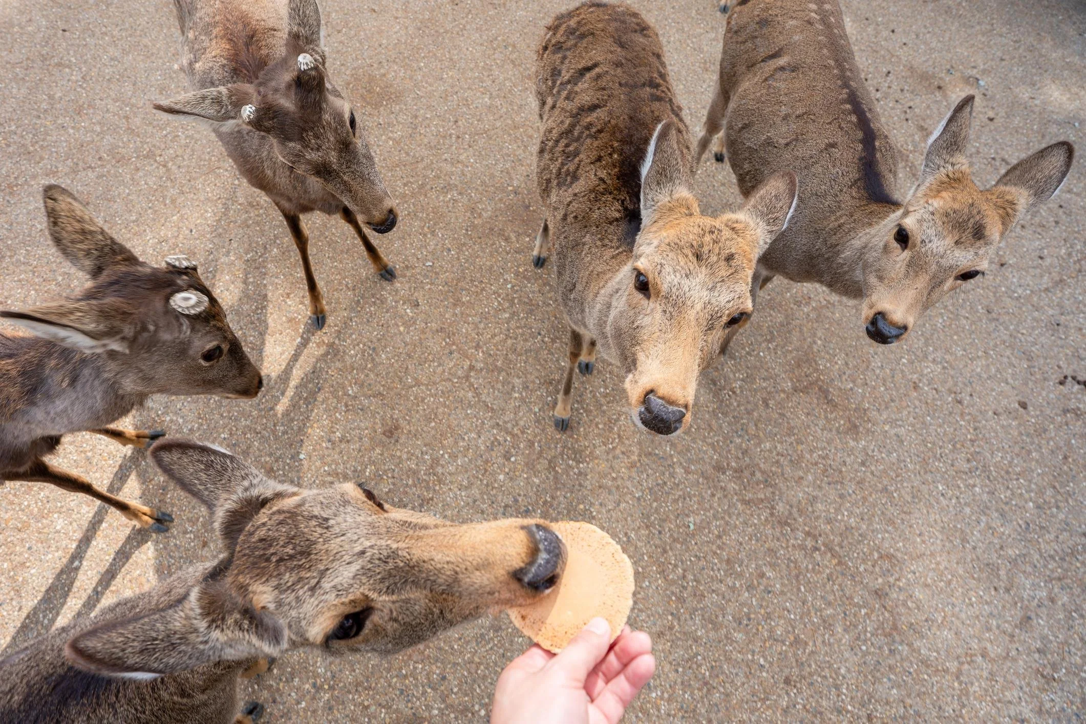 Nara Deer feeding at Dear Park_Nara Highlights tour.jpeg