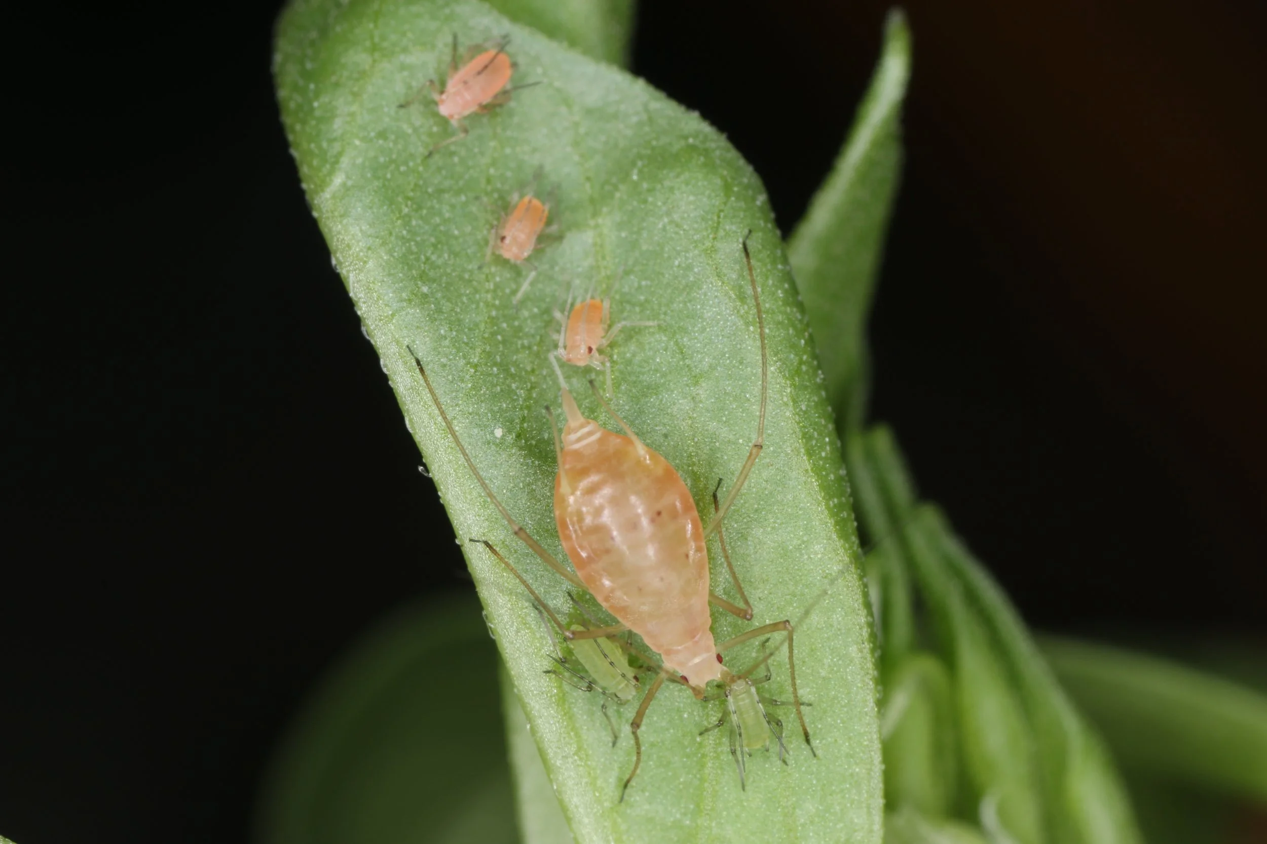 Aphids.JPG