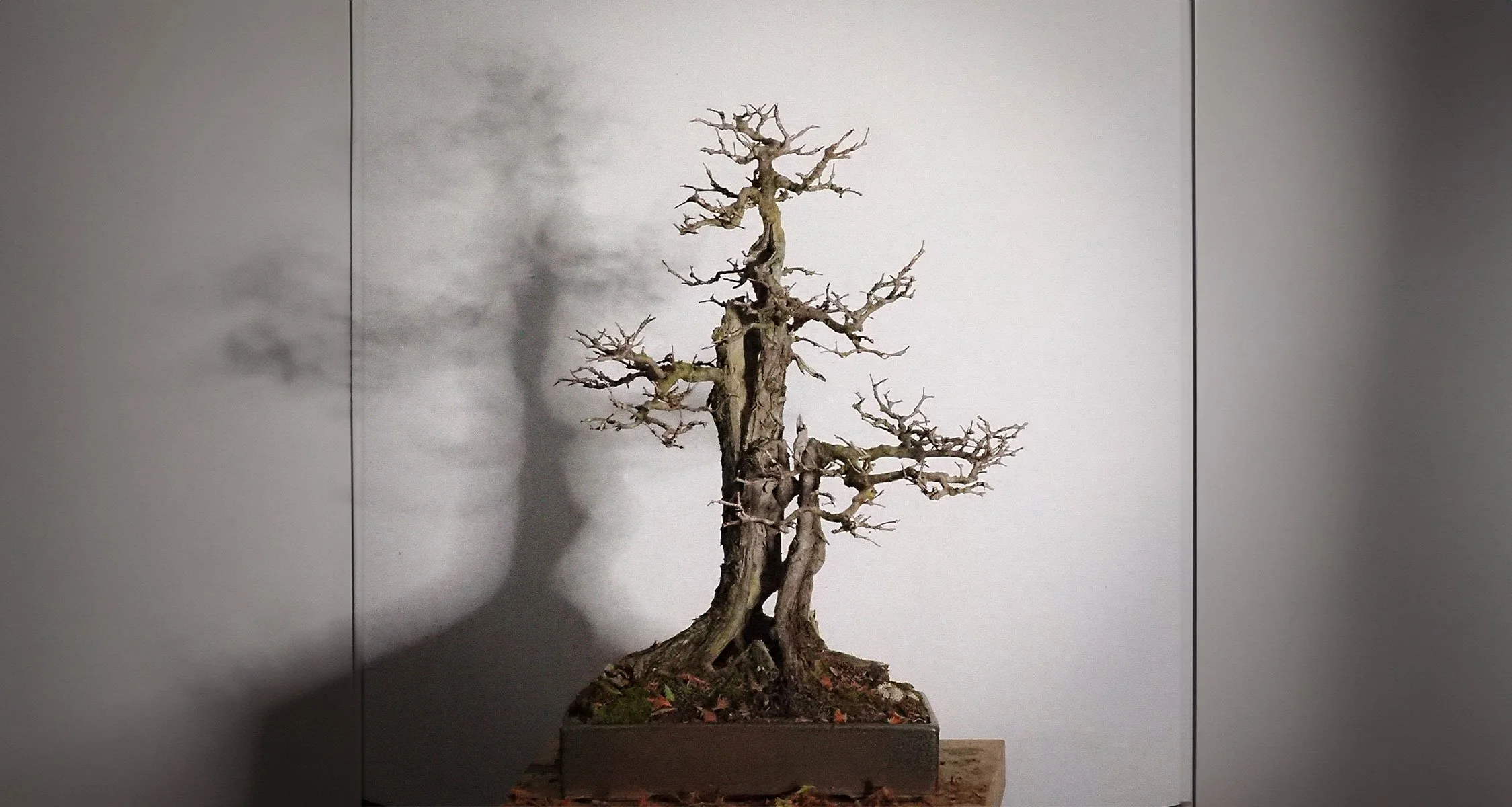 david-segal-bonsai-2.jpg