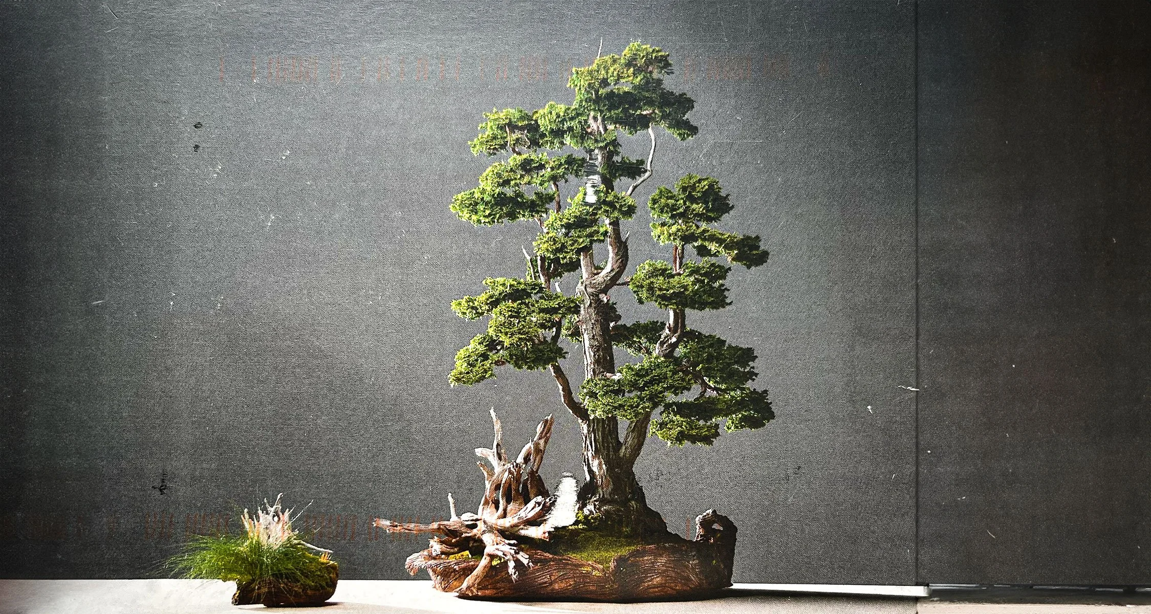 david-segal-bonsai-1.jpg