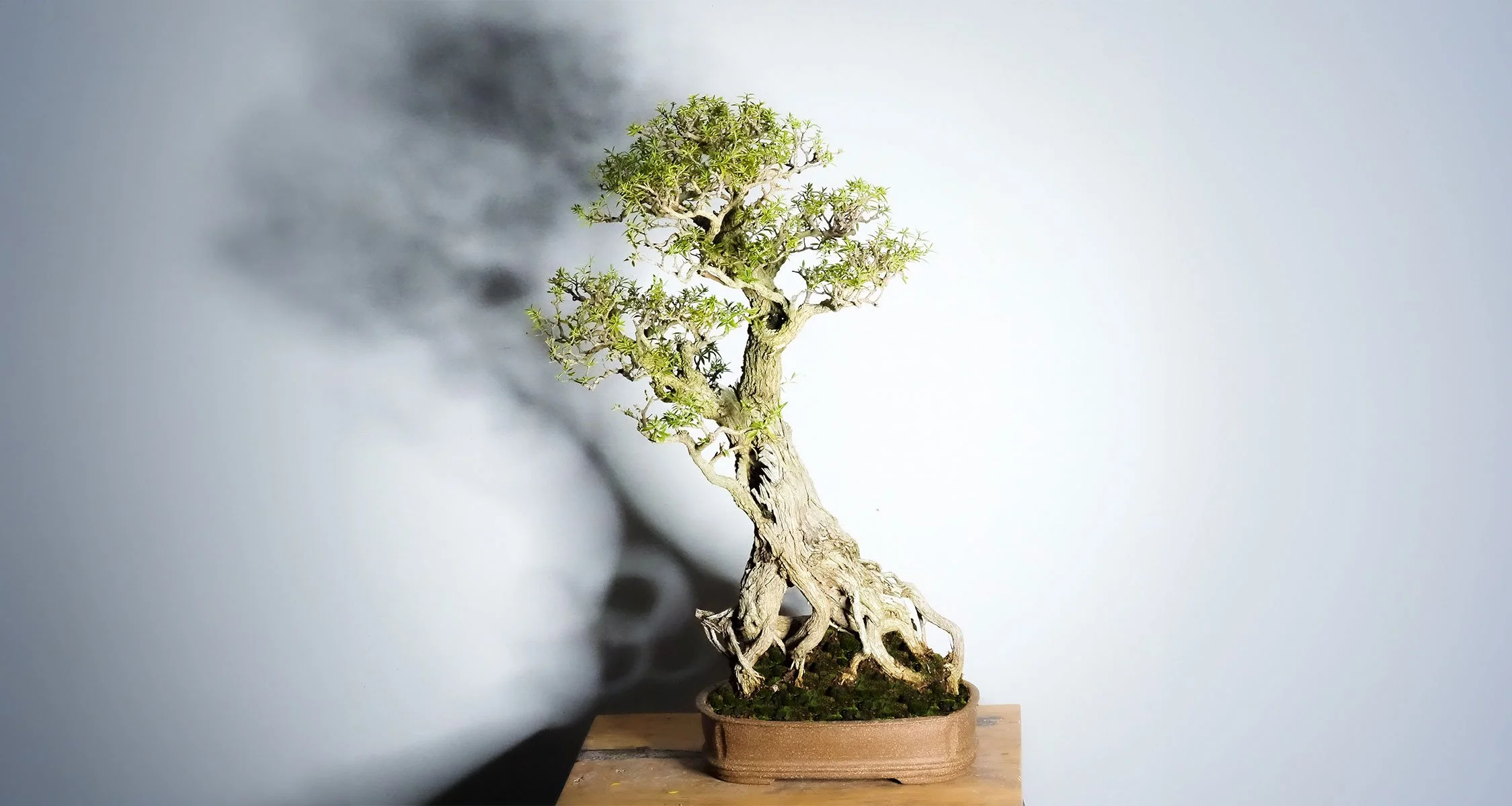 david-segal-bonsai-3.jpg