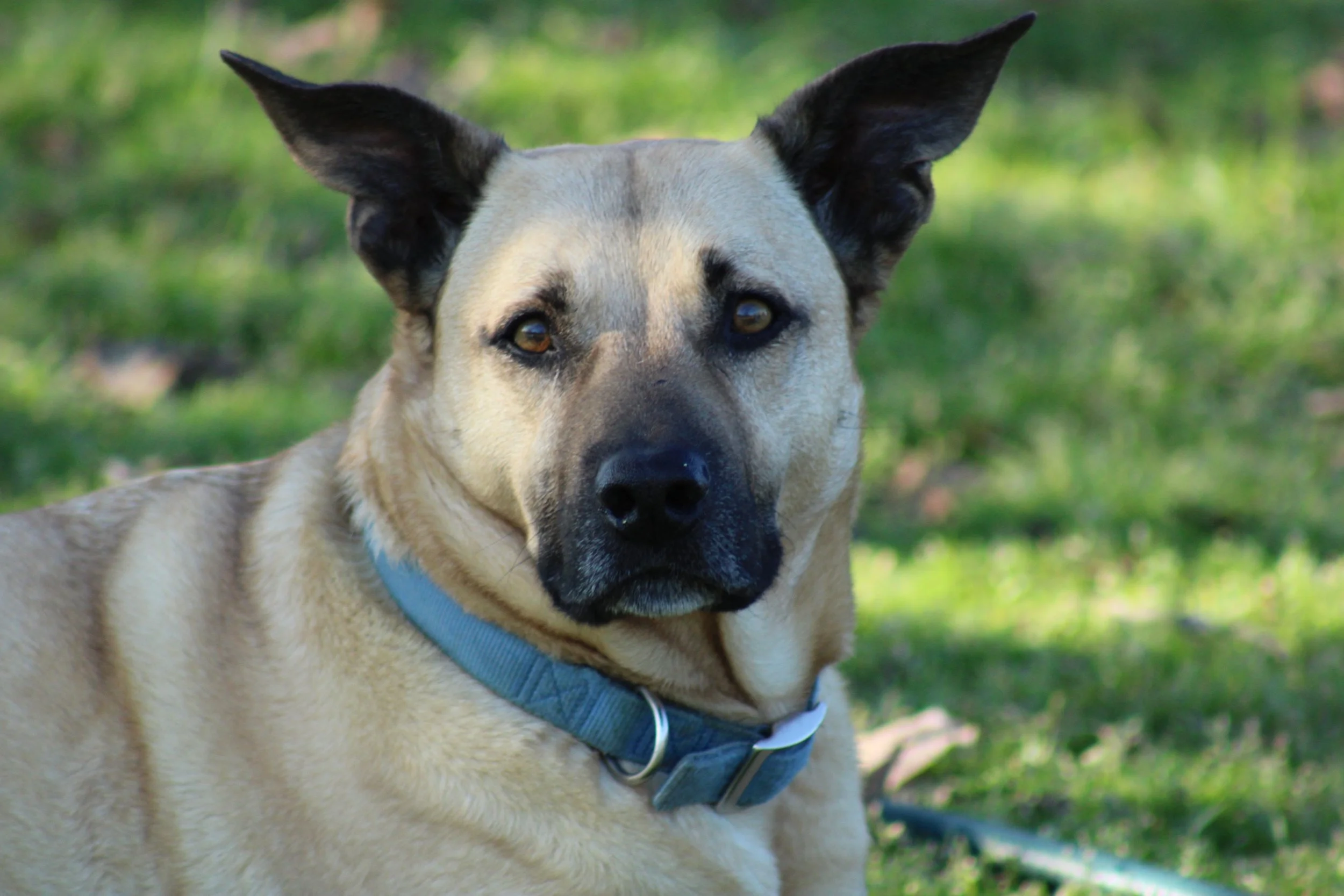 Leaping dog forge mascot