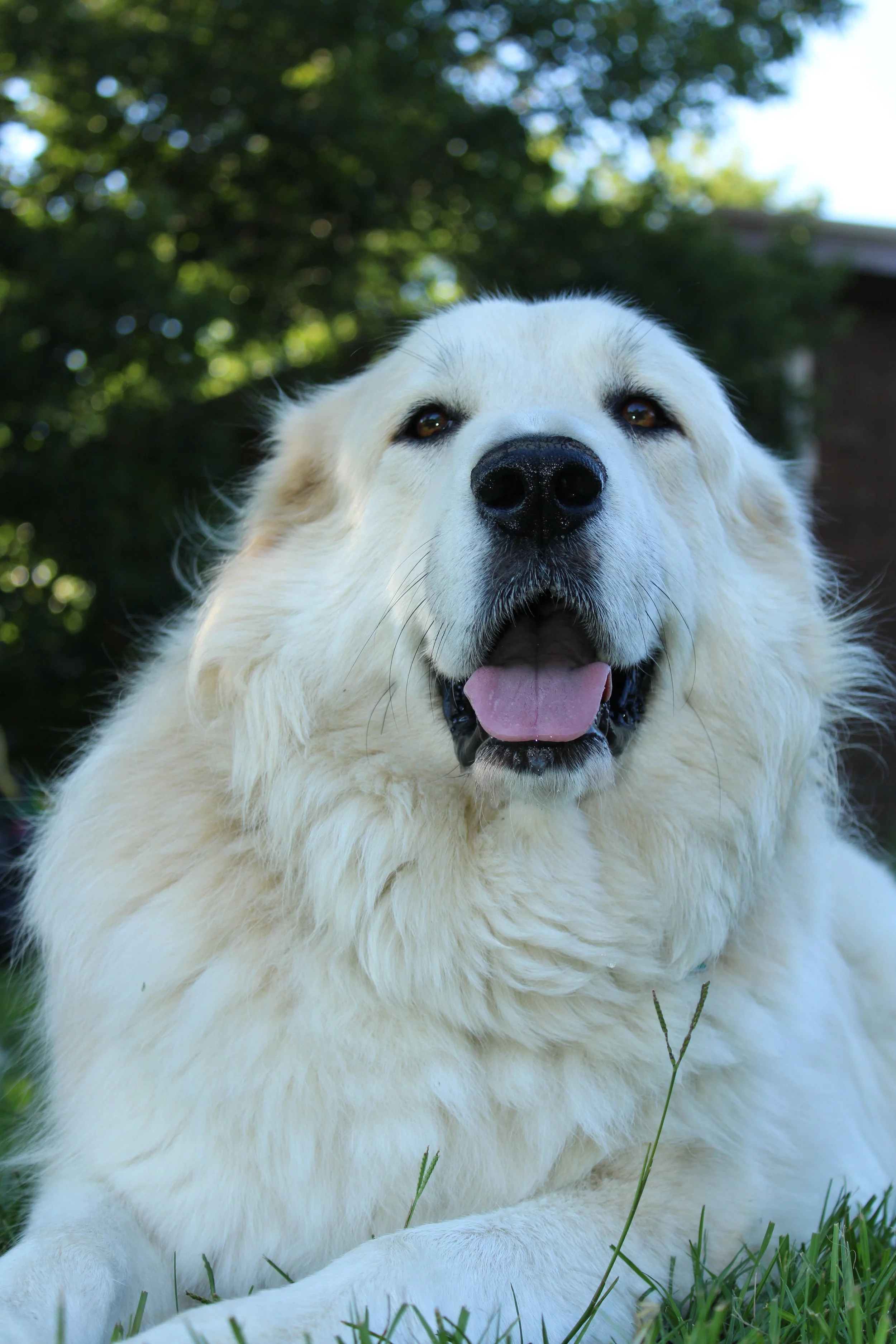 Leaping dog forge mascot #2