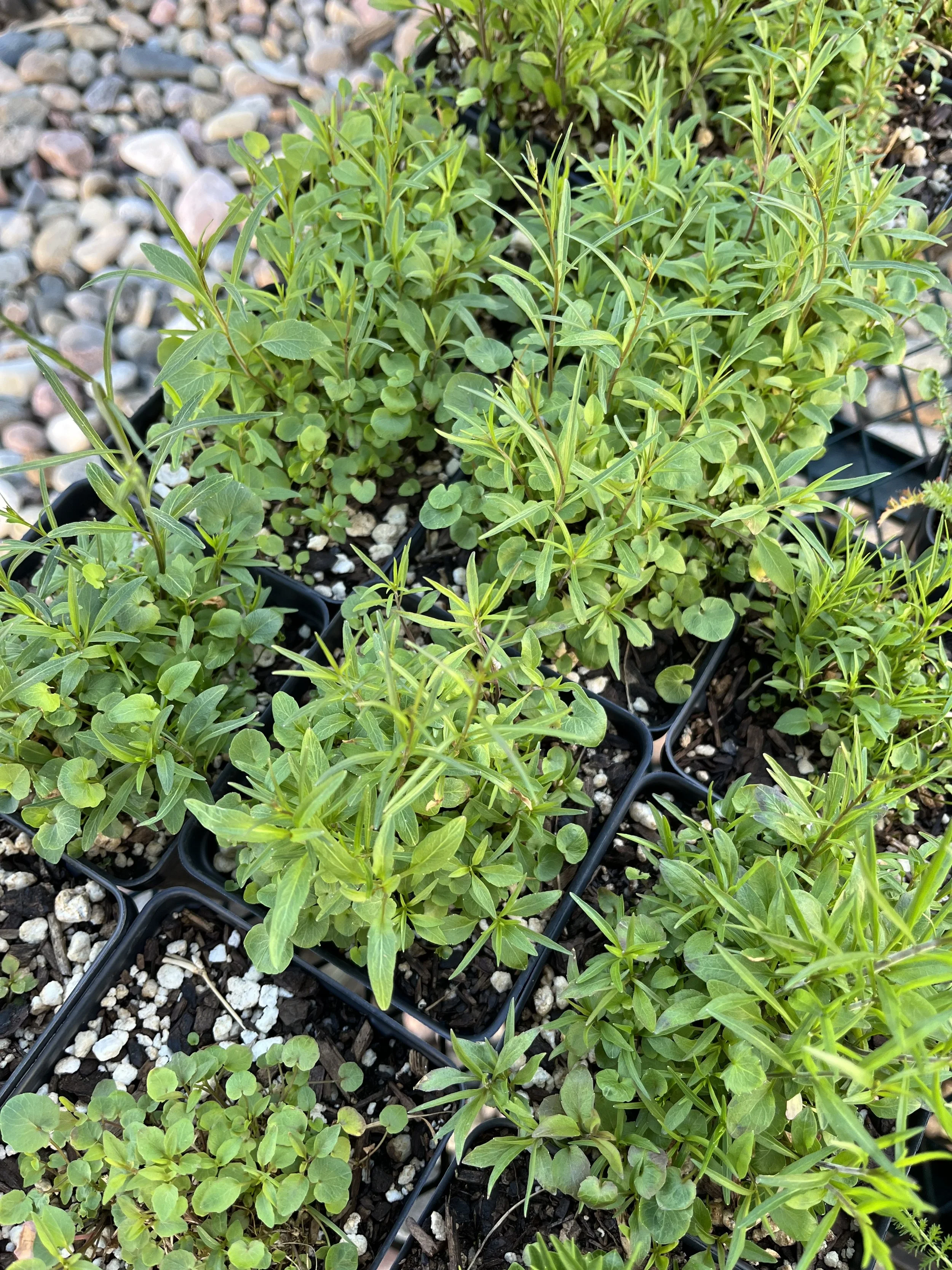 Campanula rotundifolia, Harebell- 5" Deep Pot
