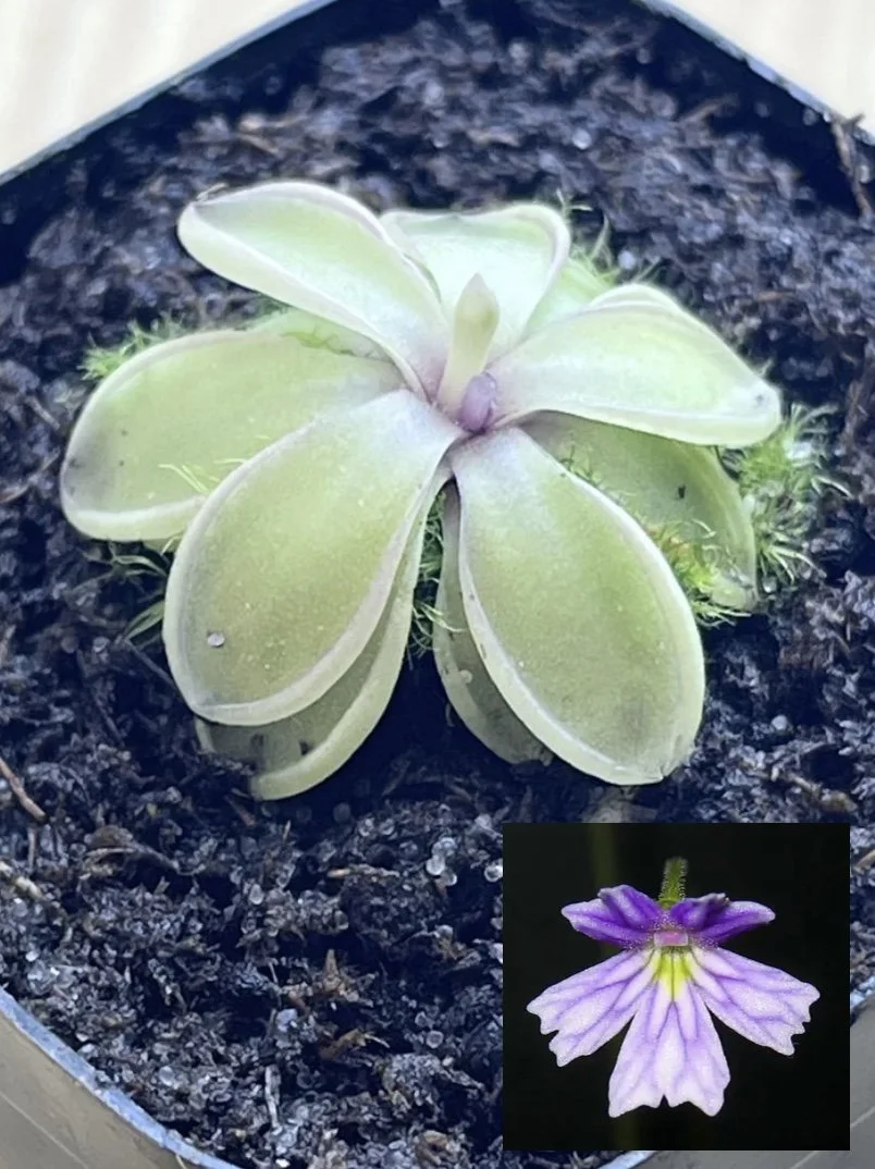 Pinguicula emarginata, Butterwort