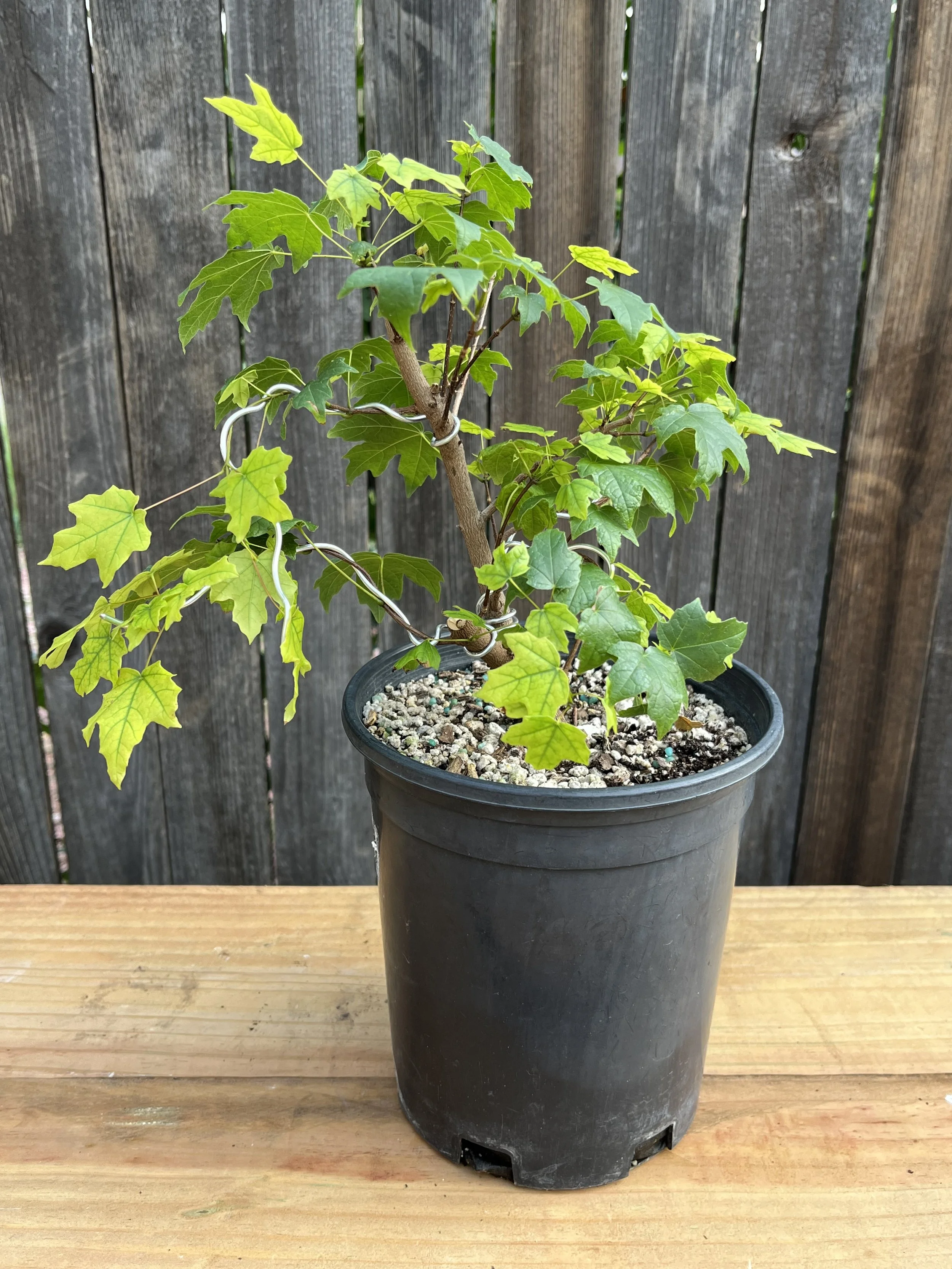 Acer leucoderme, Chalk Maple (01) Bonsai Tree