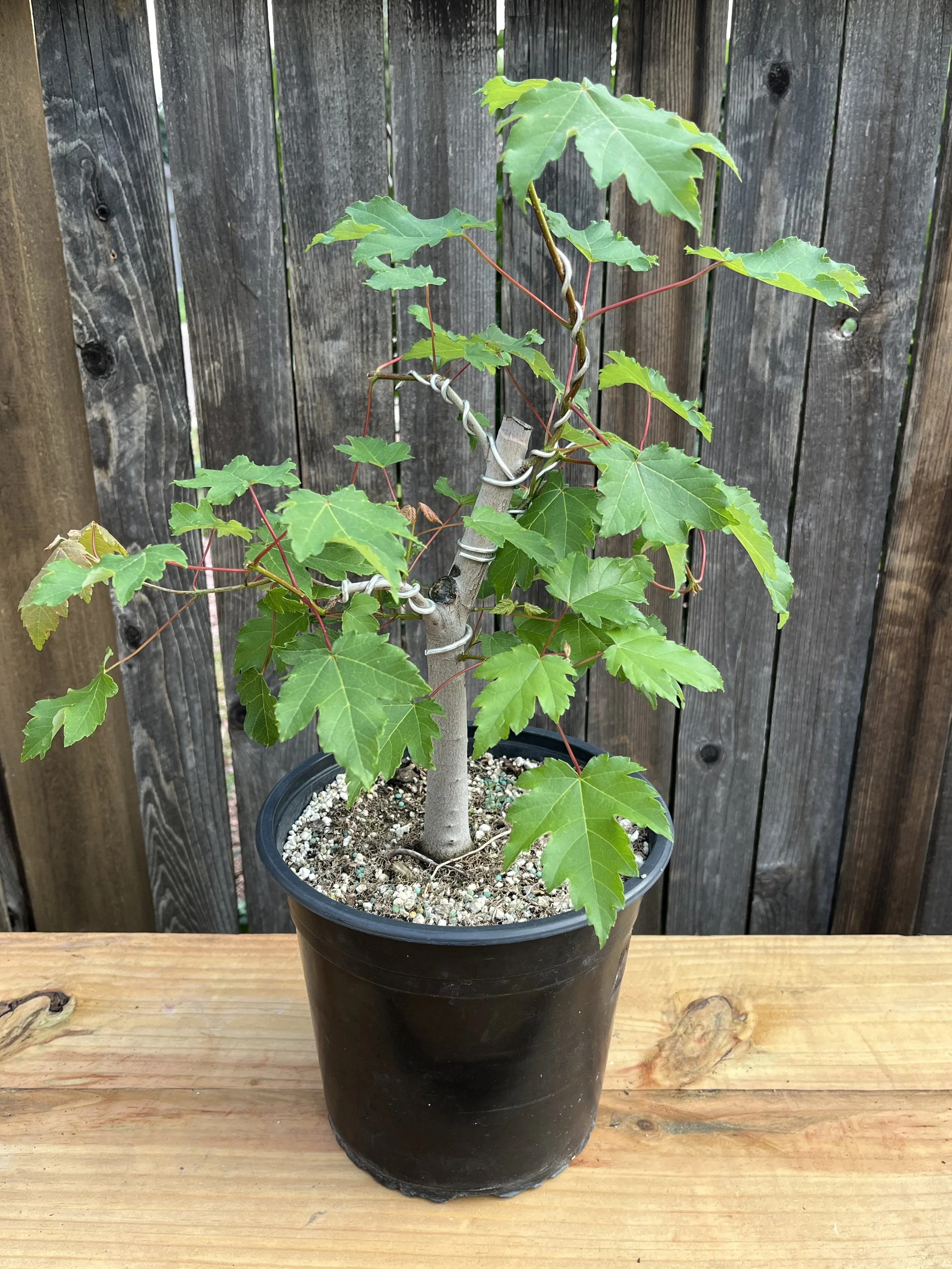 Acer Rubrum, Red Maple (02) Bonsai Tree- 2 gallon