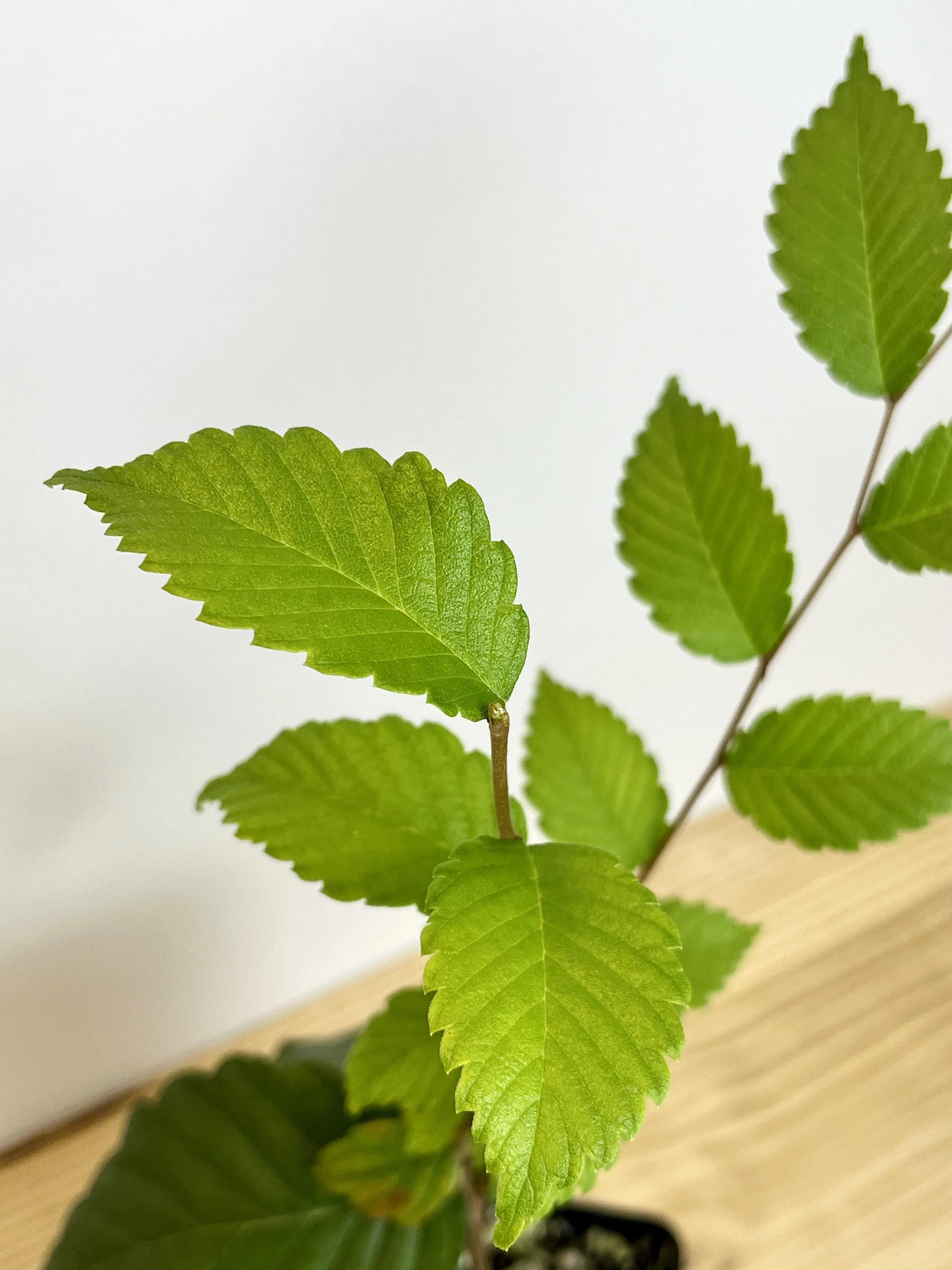 Zelkova_close.jpeg
