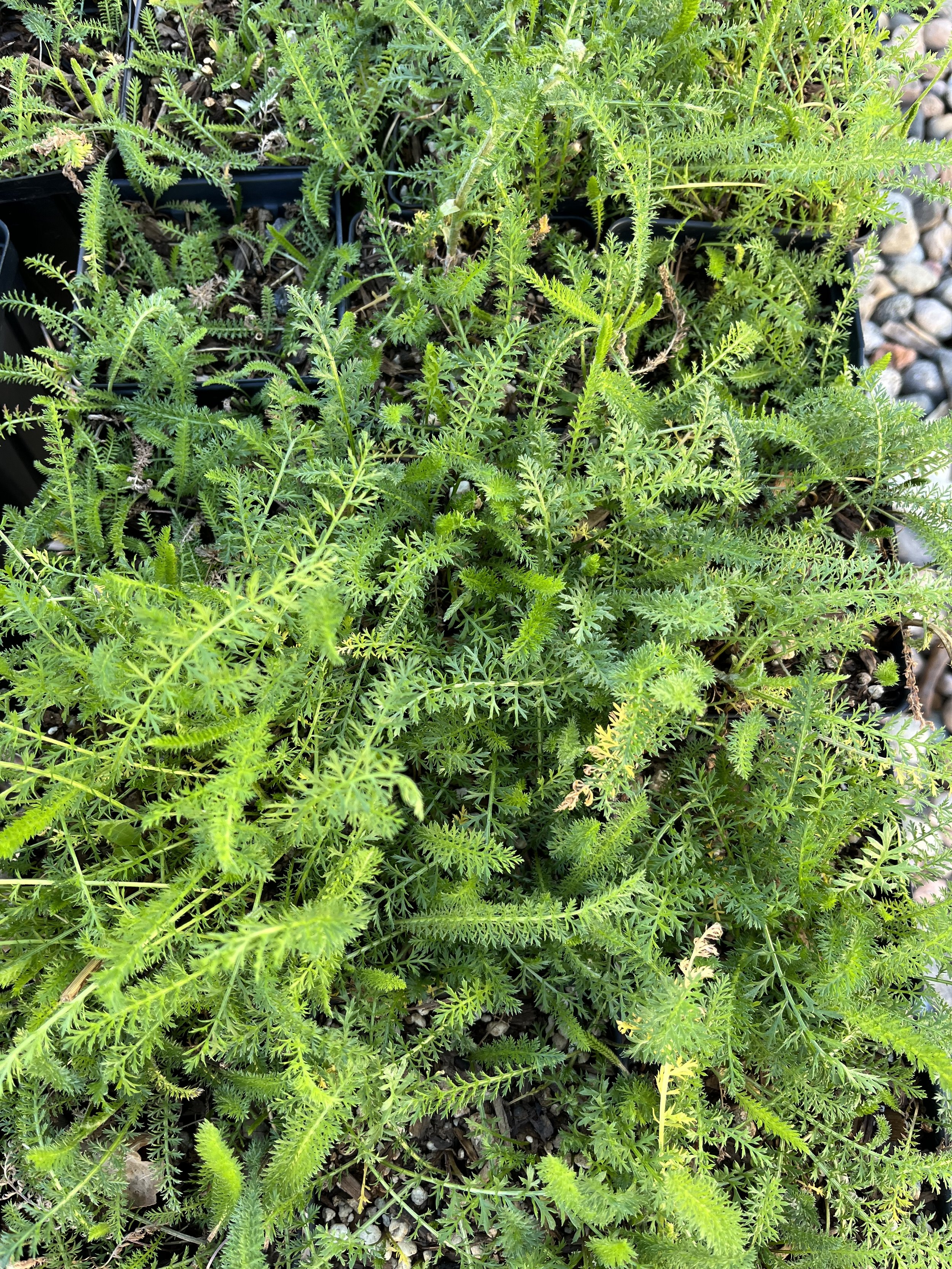 Achillea millefolium, White Yarrow- 5" Deep Pot