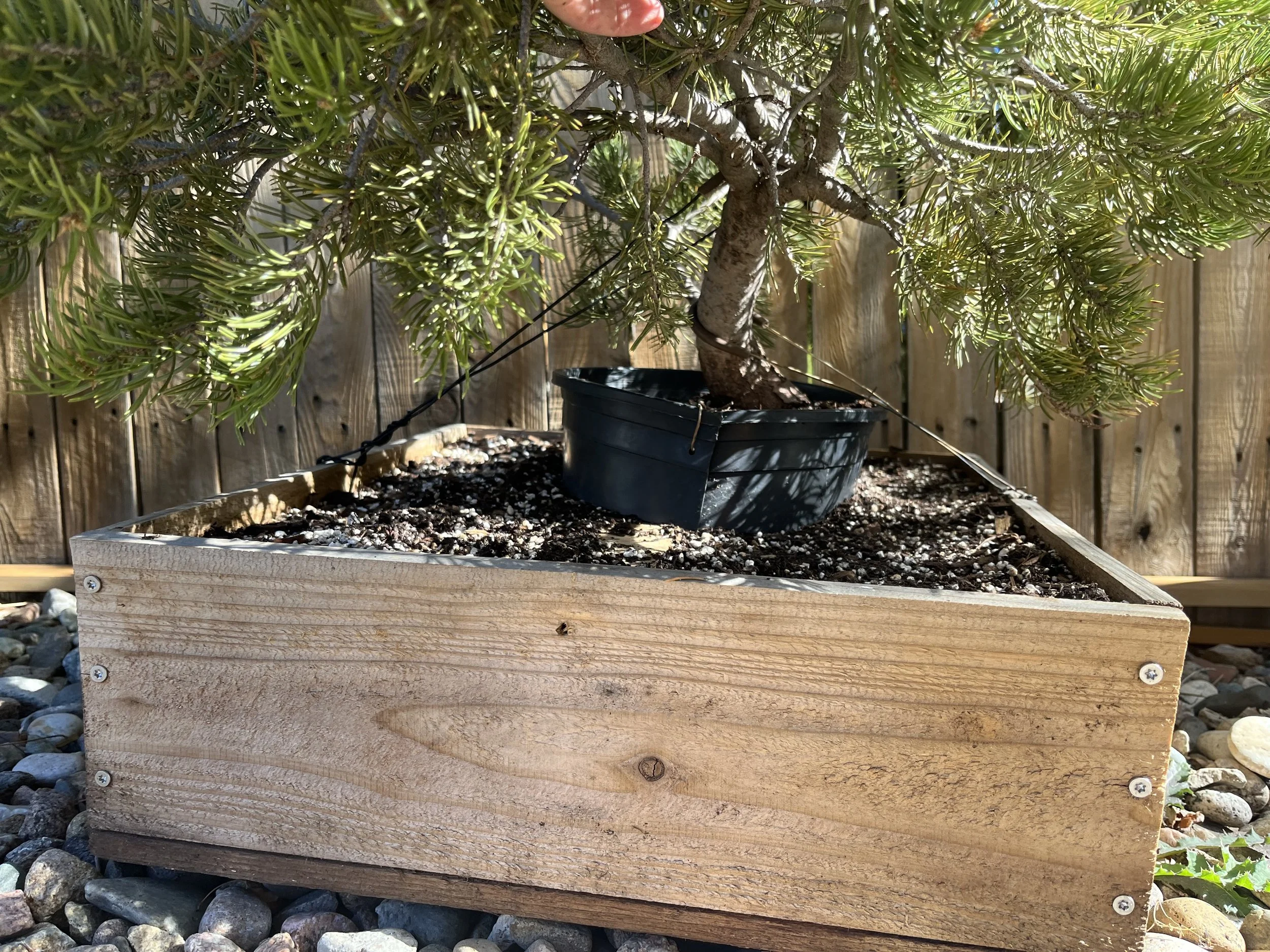 RMBS Colorado Springs Bonsai Meeting