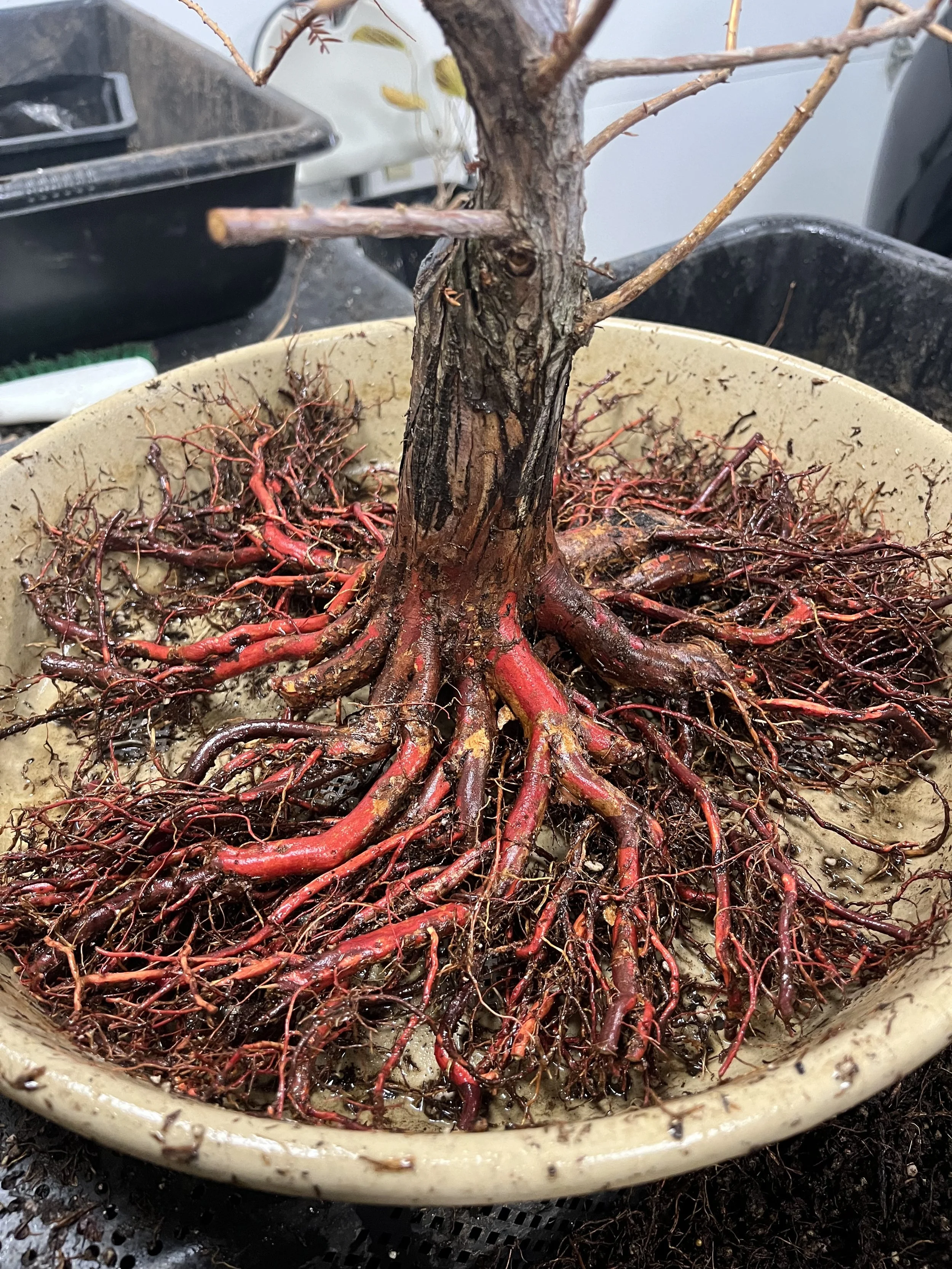 RMBS Colorado Springs Bonsai Meeting