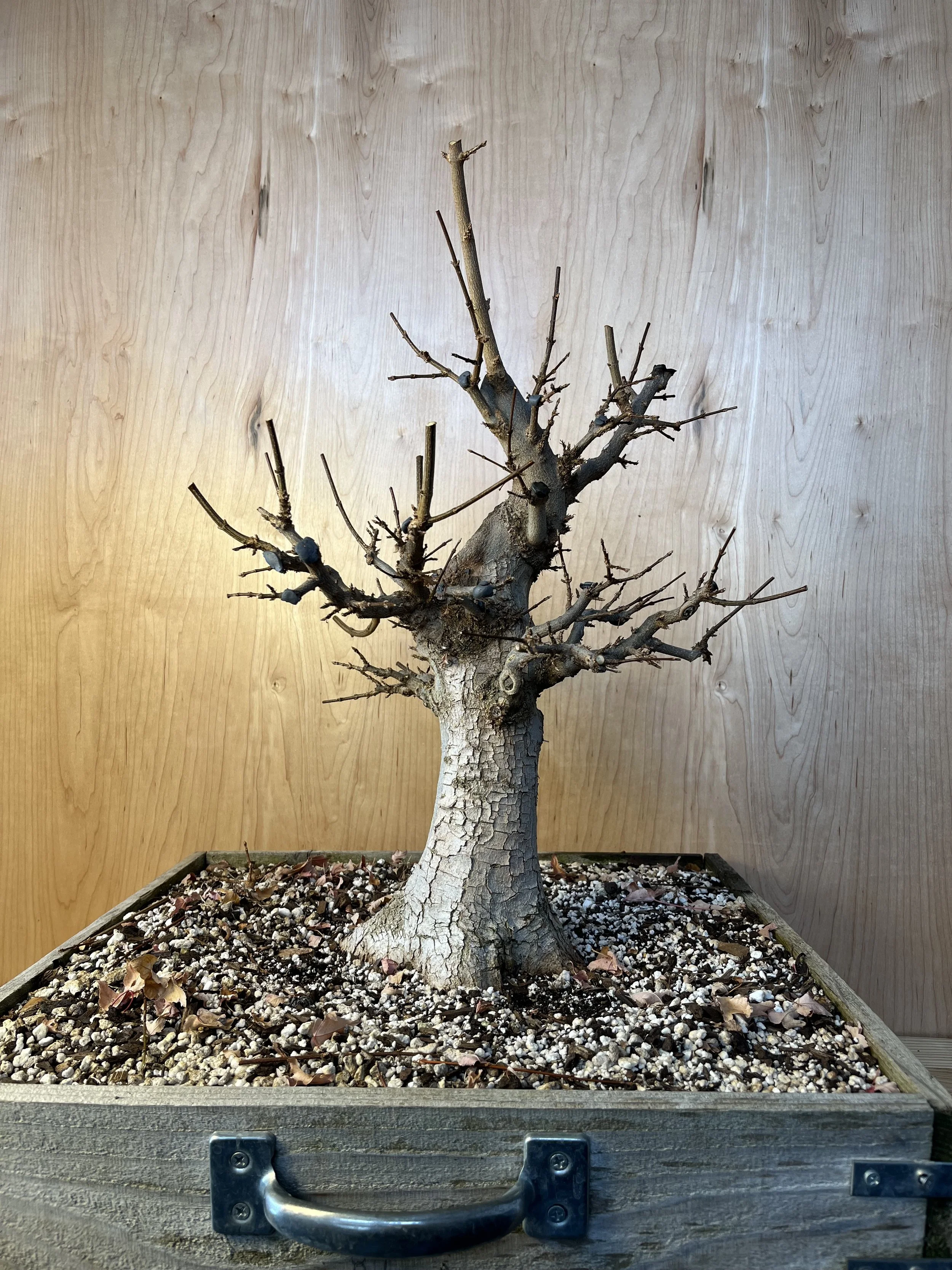 RMBS Colorado Springs Bonsai Meeting