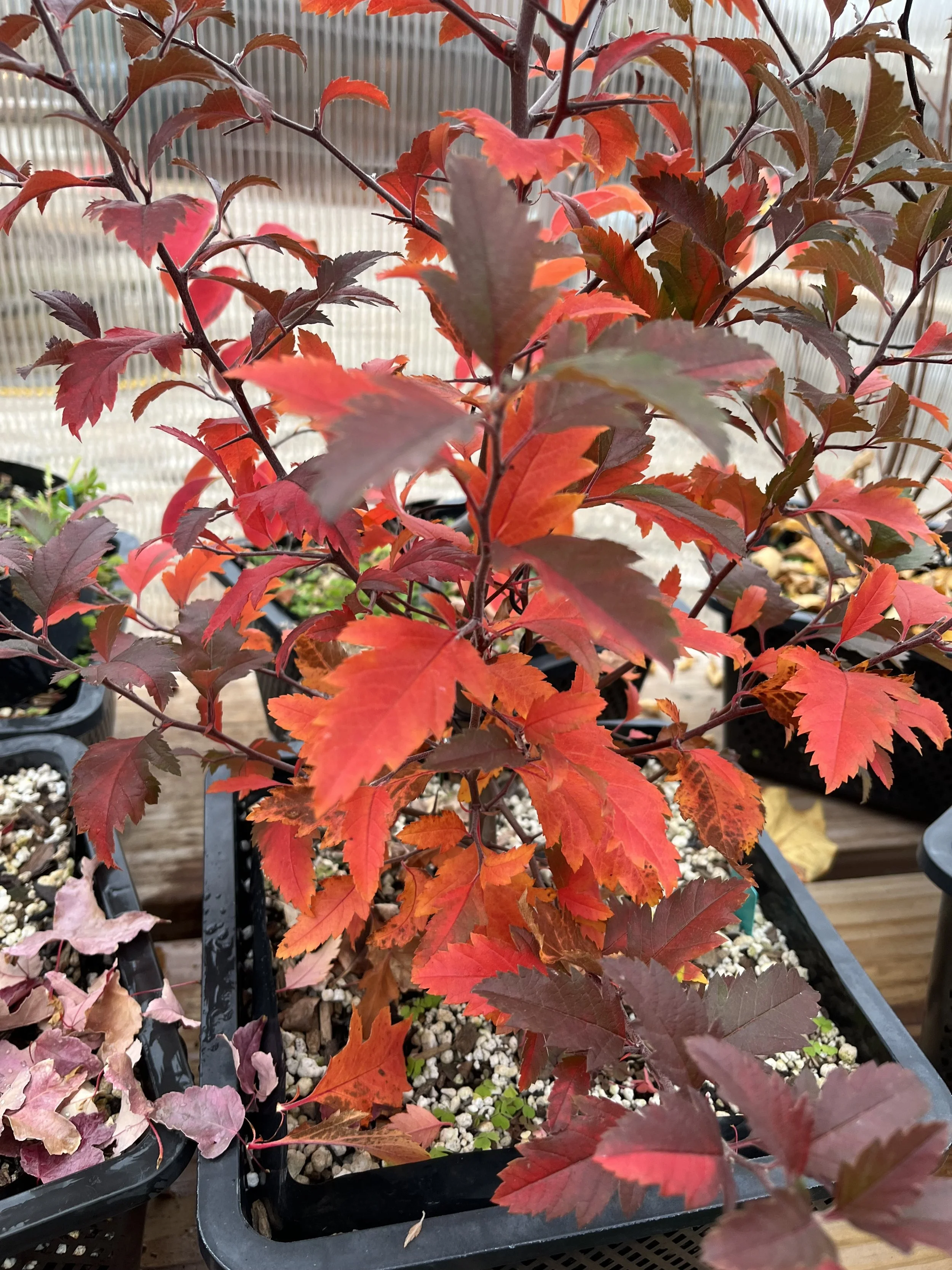 RMBS Colorado Springs Bonsai Meeting