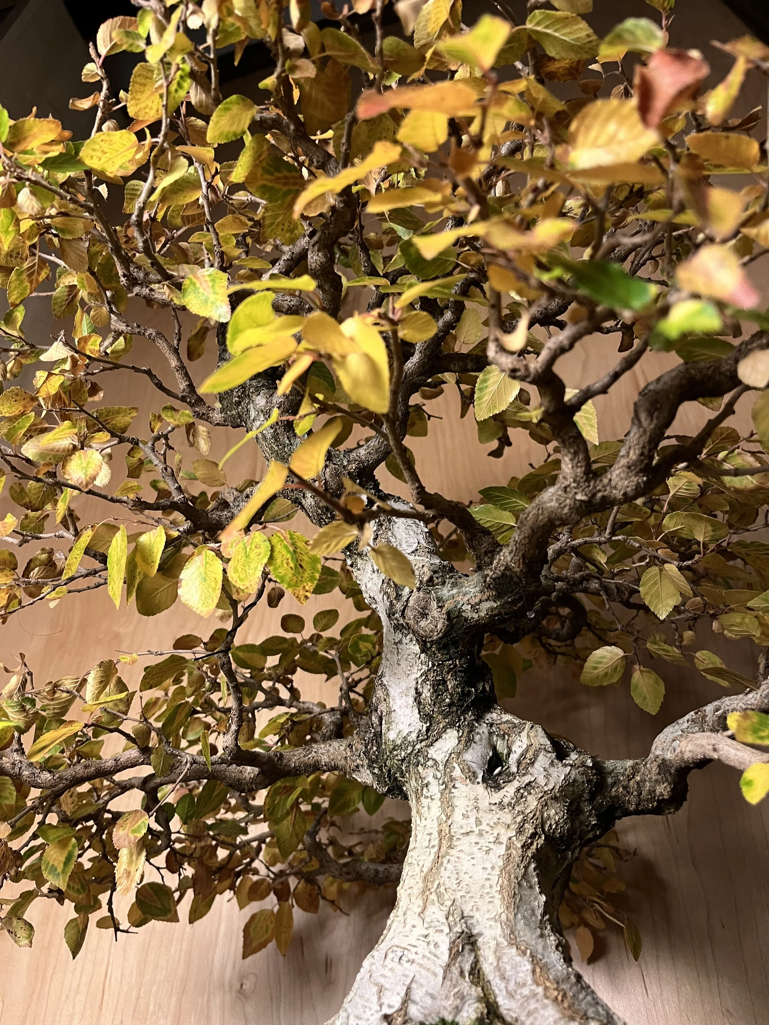 RMBS Colorado Springs Bonsai Meeting