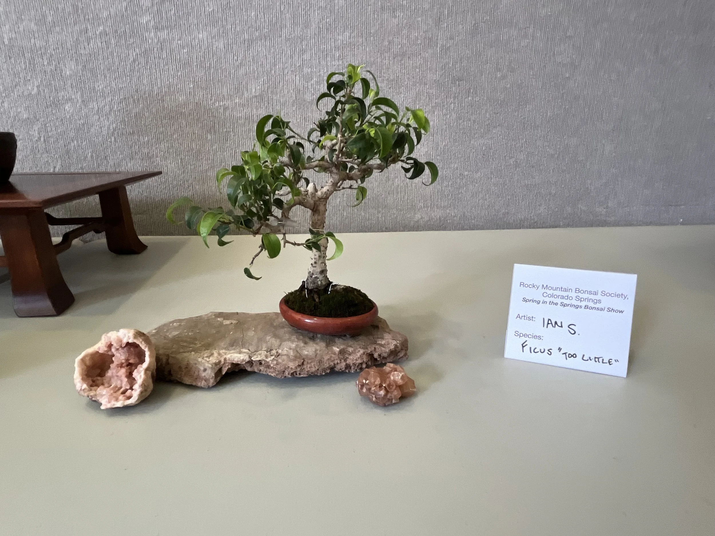 RMBS Colorado Springs Bonsai Meeting
