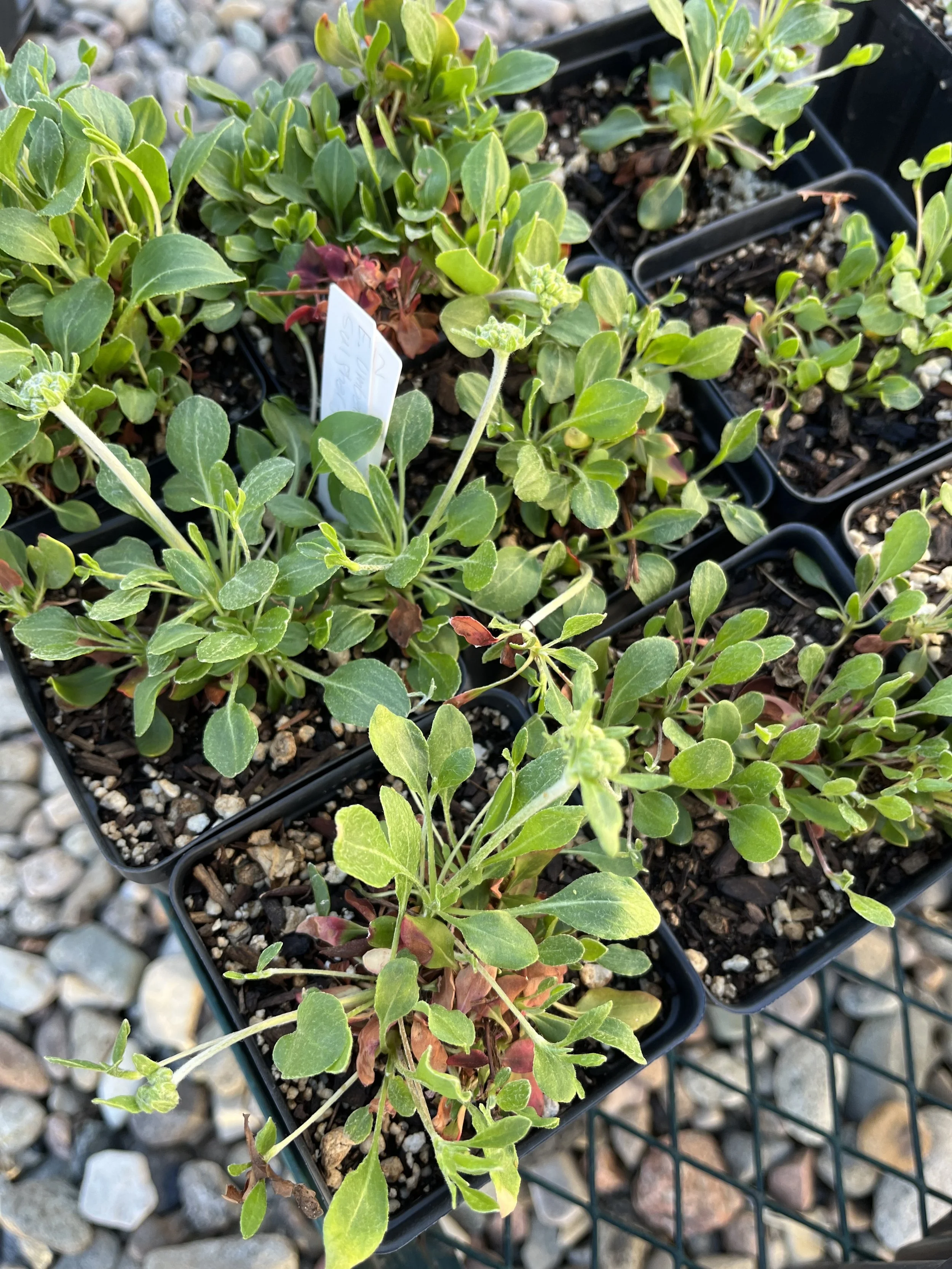 Eriogonum umbellatum, Sulpher-Flower Buckwheat- 5" Deep Pot