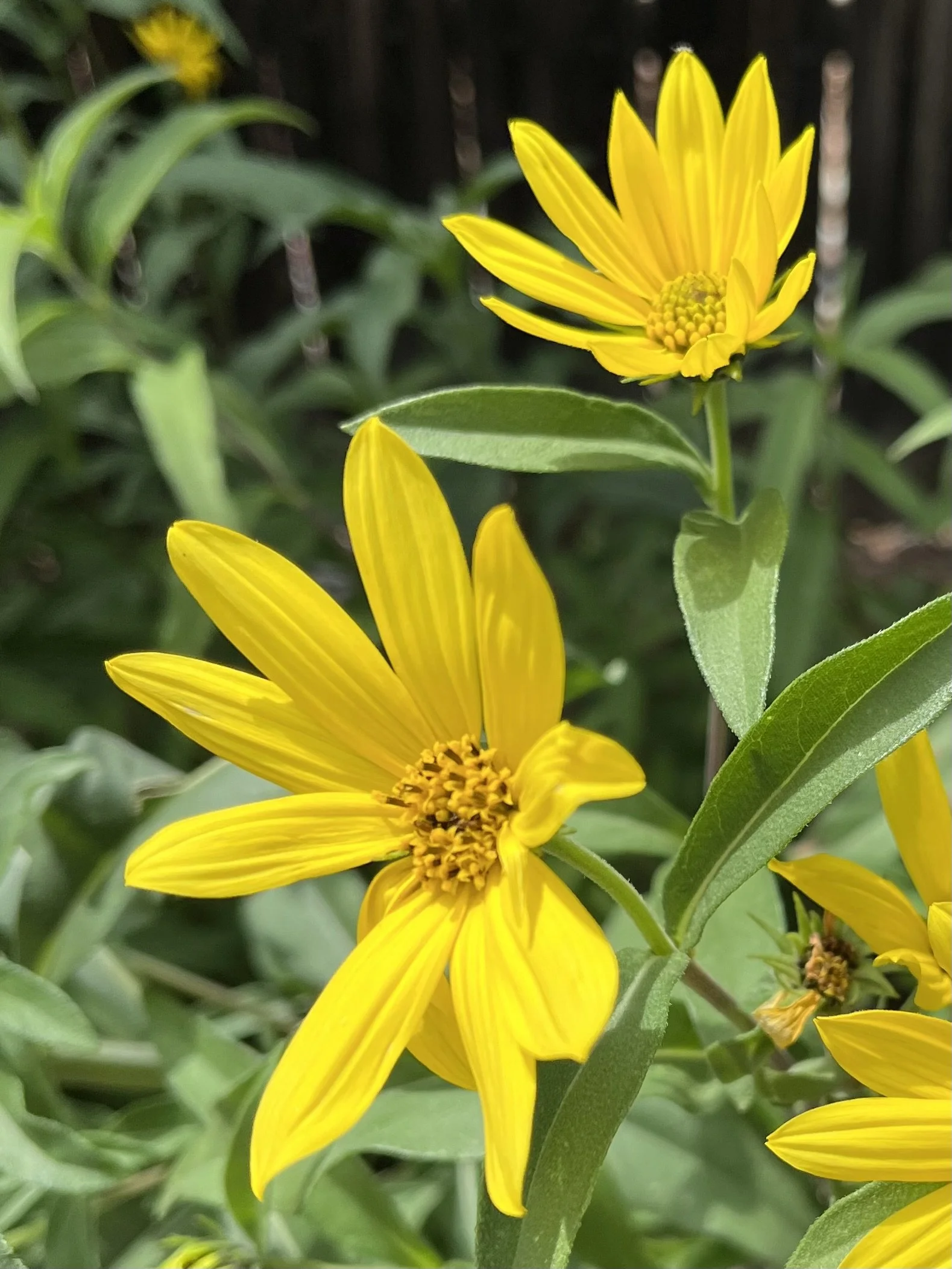 100 Maximillian Sunflower Seeds, Helianthus maximiliani "Hardy Batch"