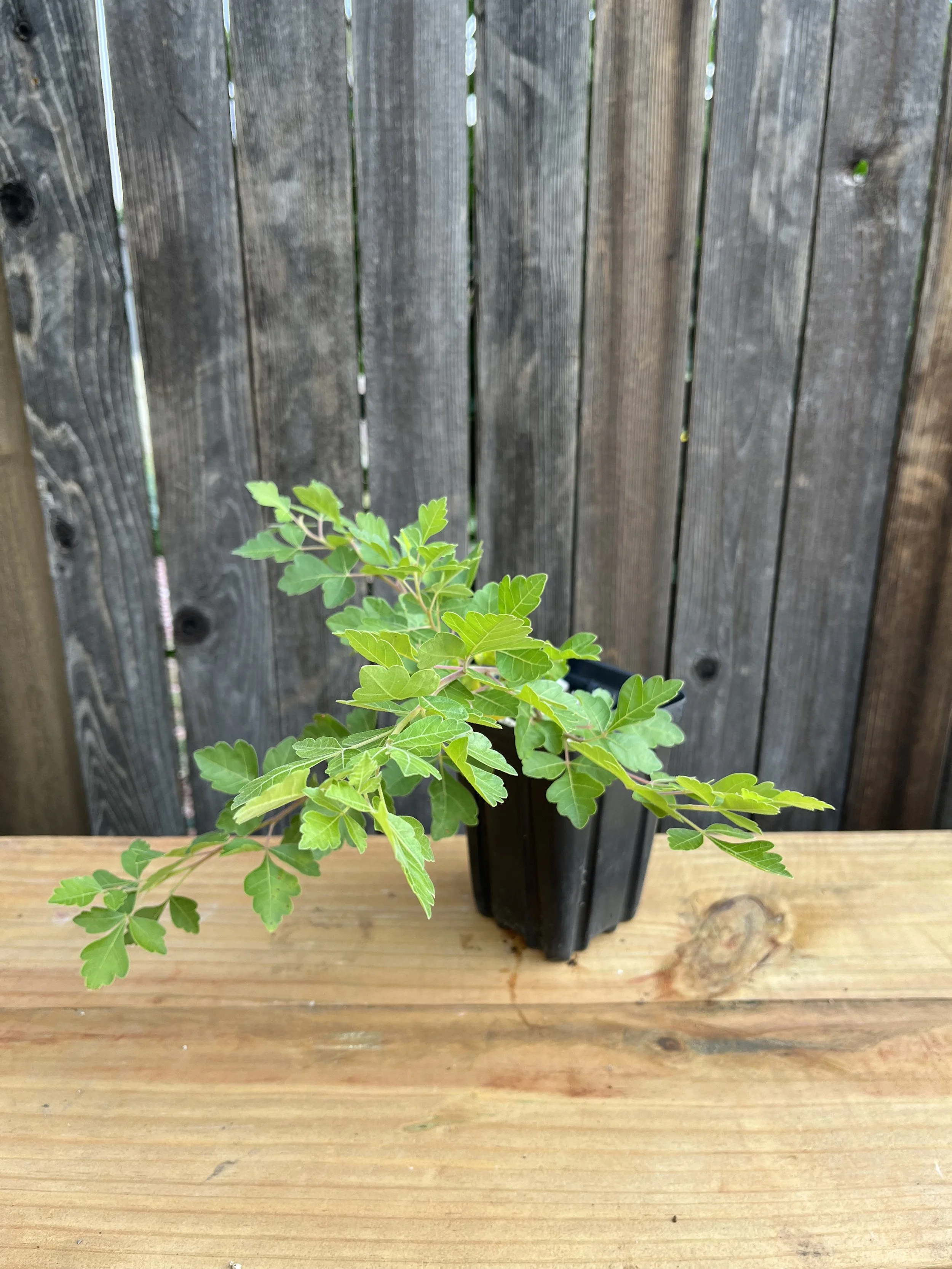 Rhus trilobata, Three-Leaf Sumac Starter Tree