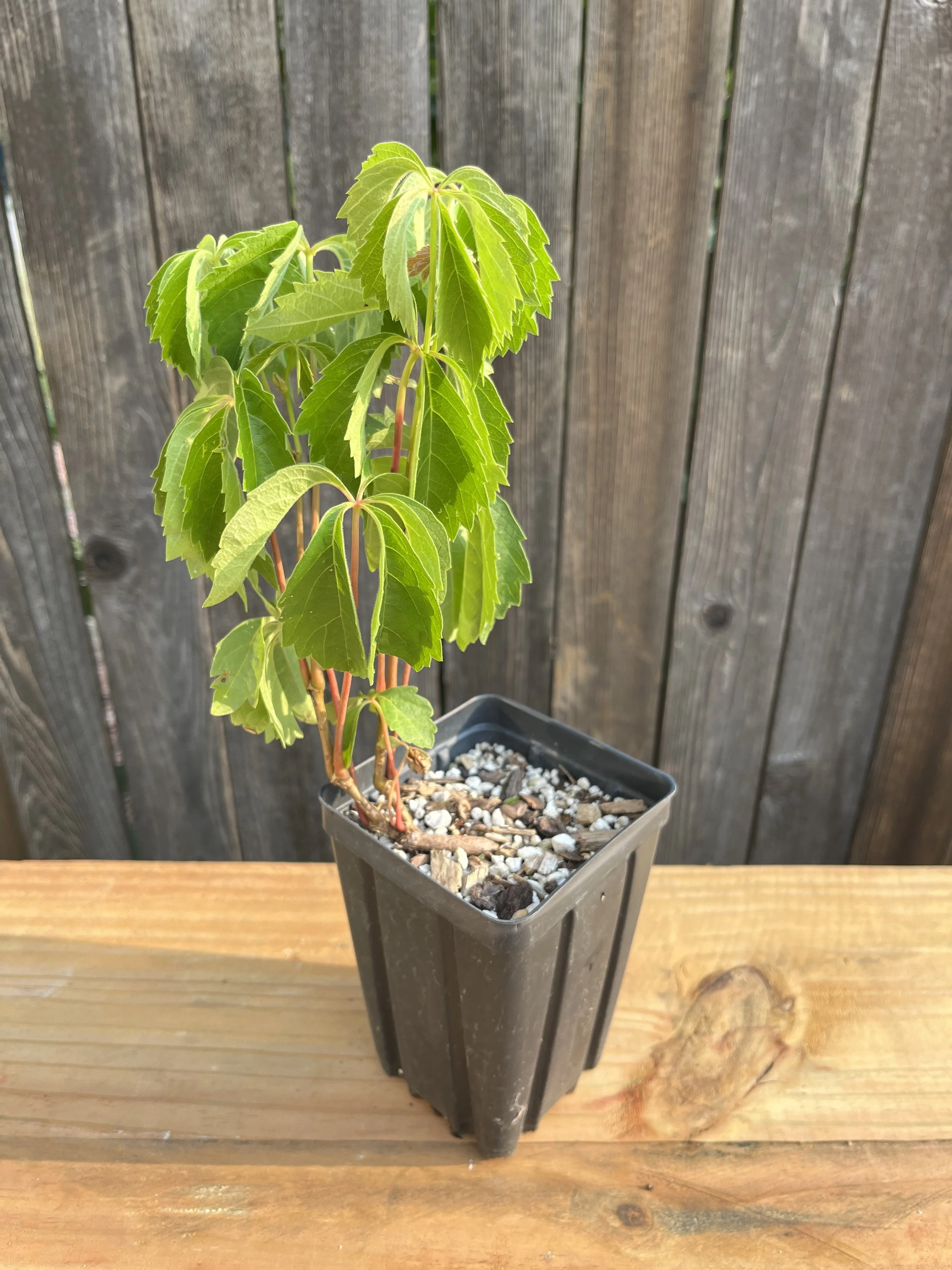 Parthenocissus quinquefolia, Virginia Creeper- 5" Deep Pot