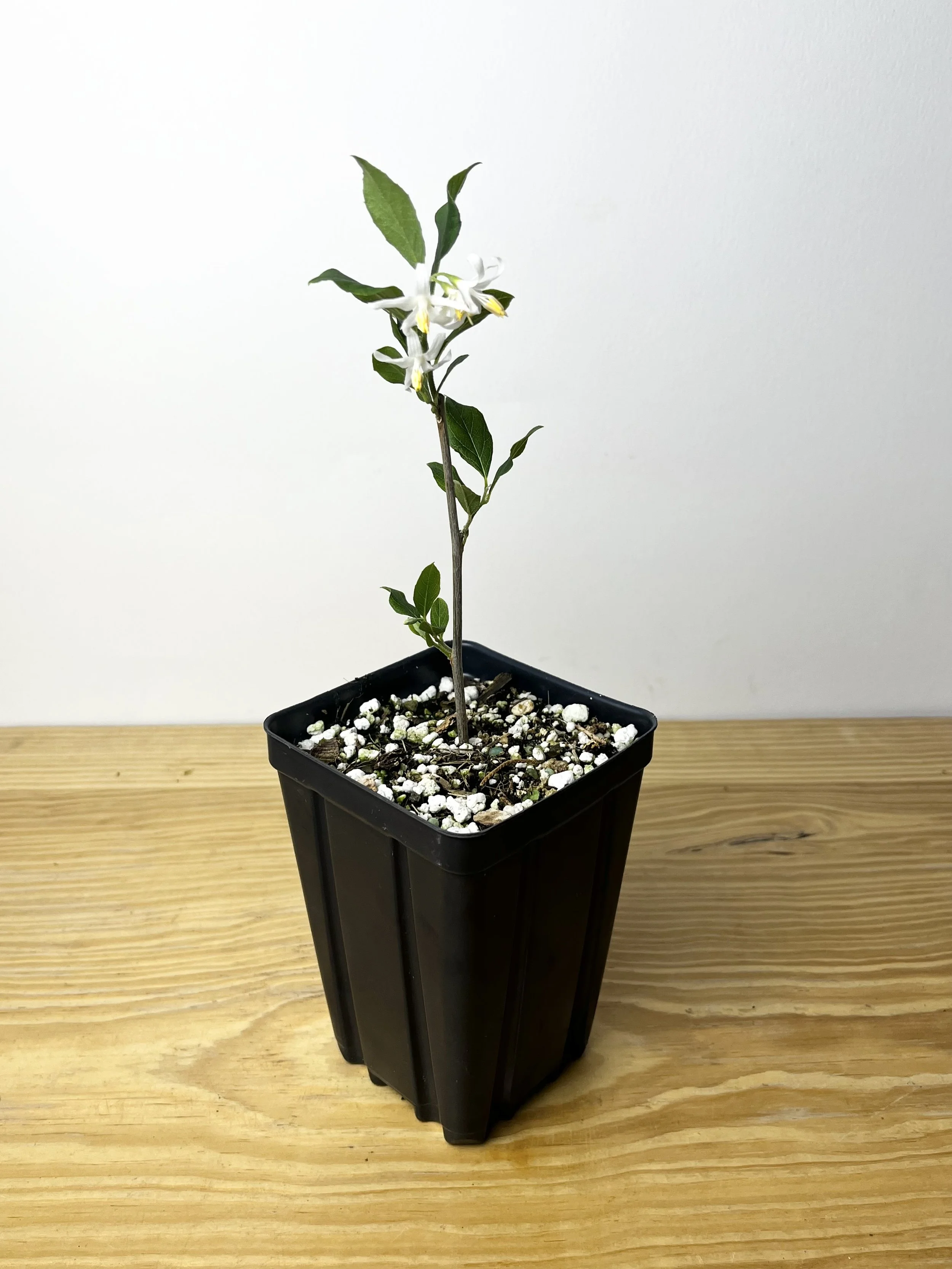 Styrax americanus, American snowbell Starter Tree