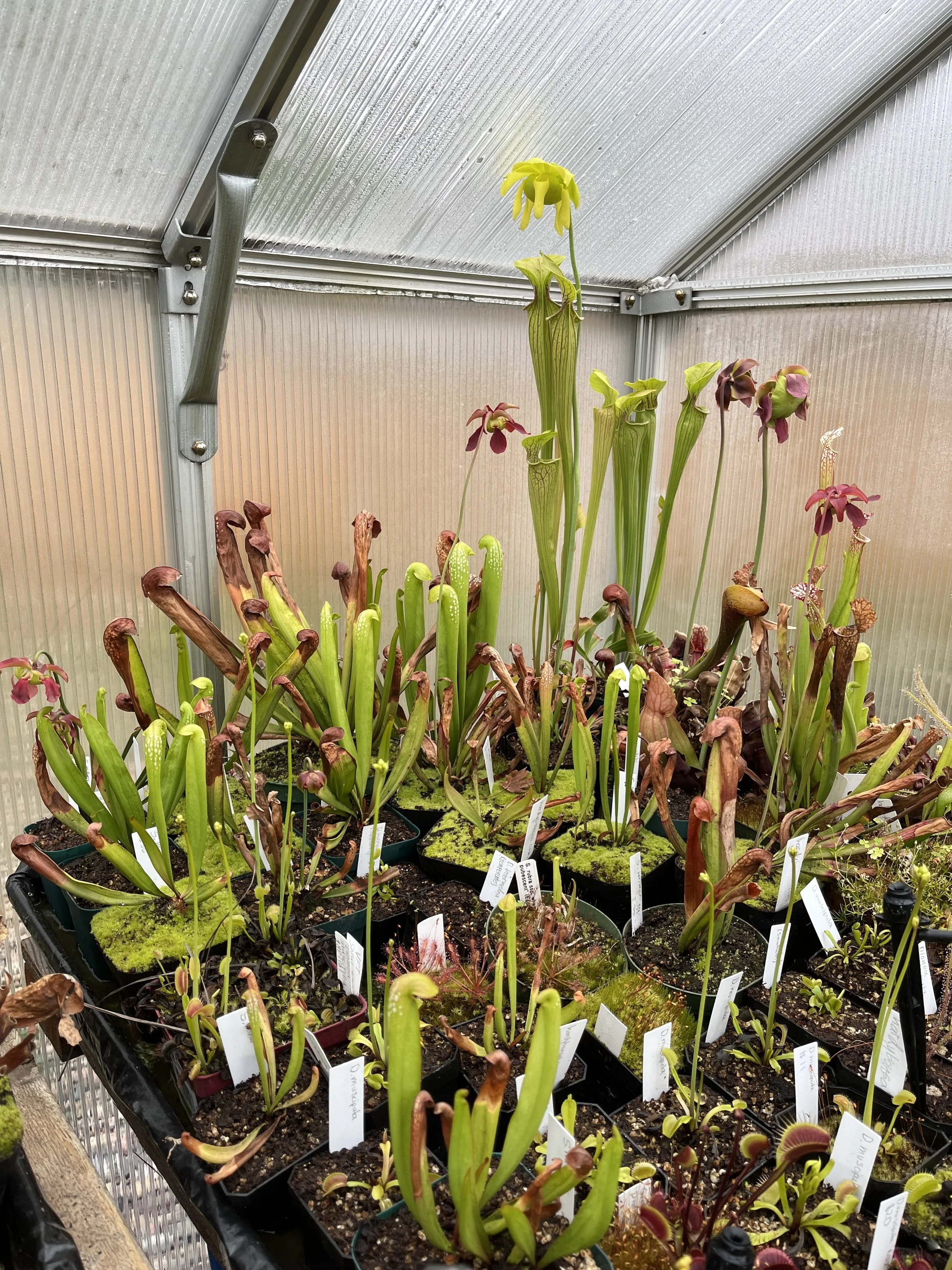 (All Levels) Carnivorous Plant Kusamono Class